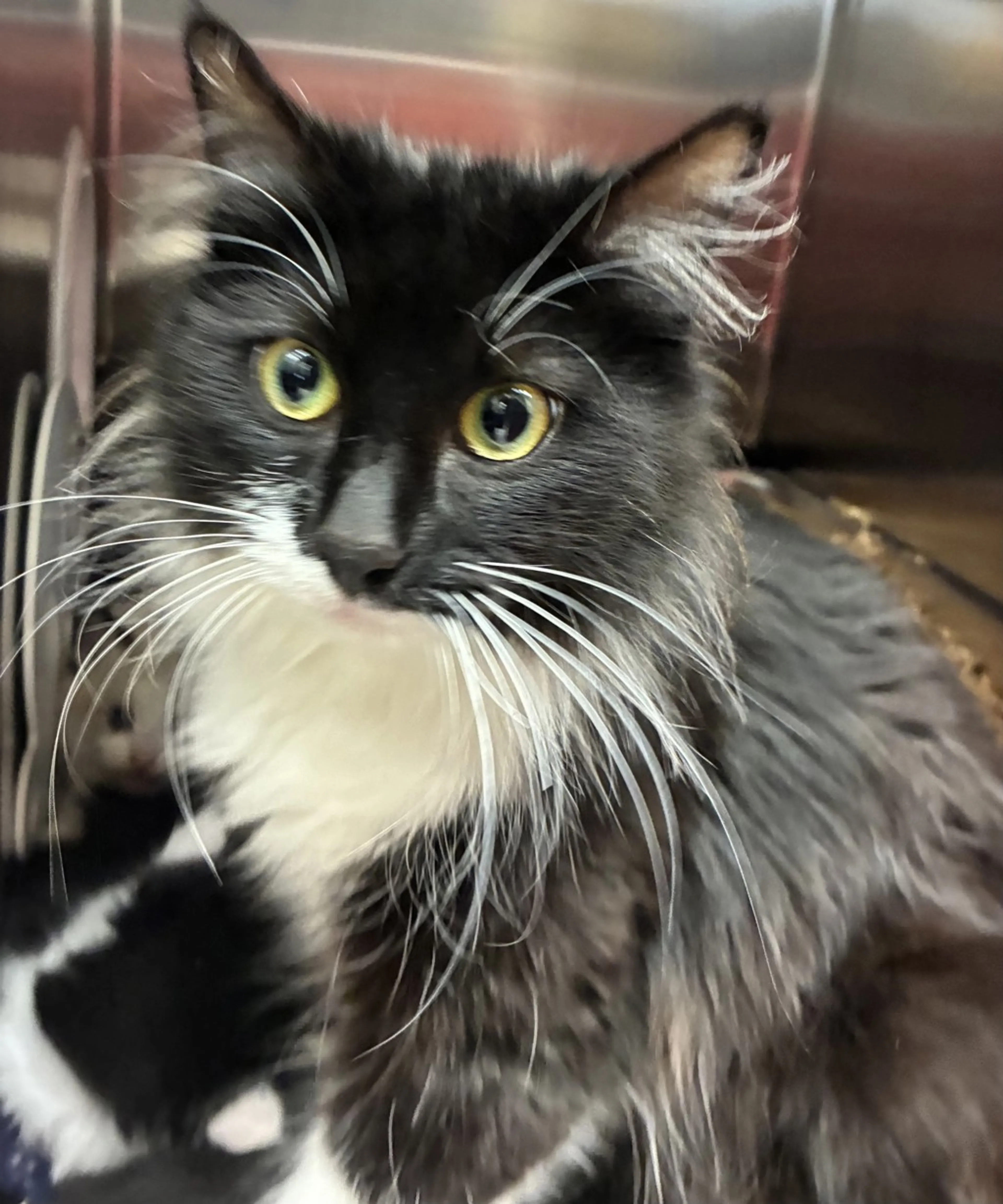 Found pet