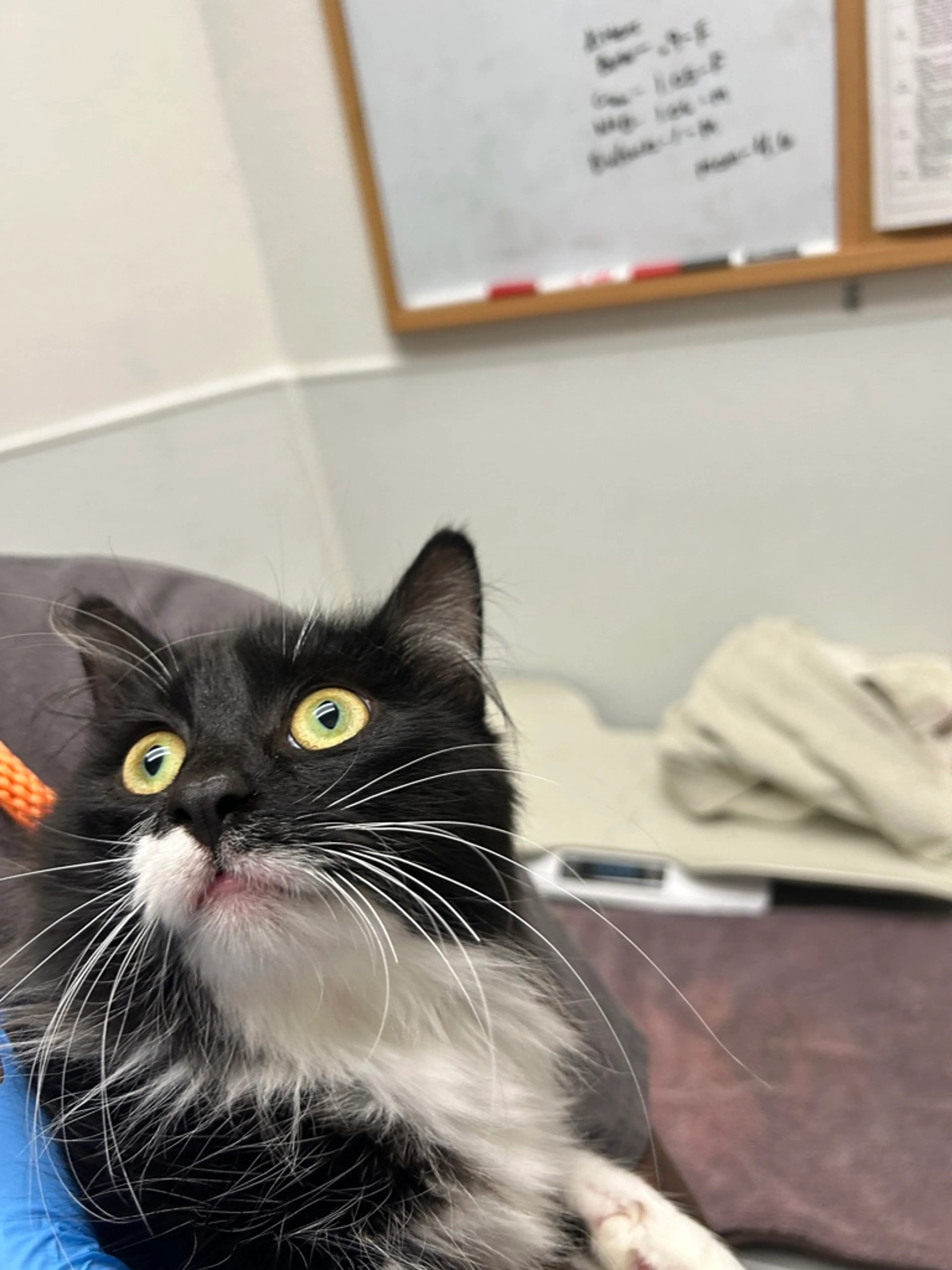Found pet