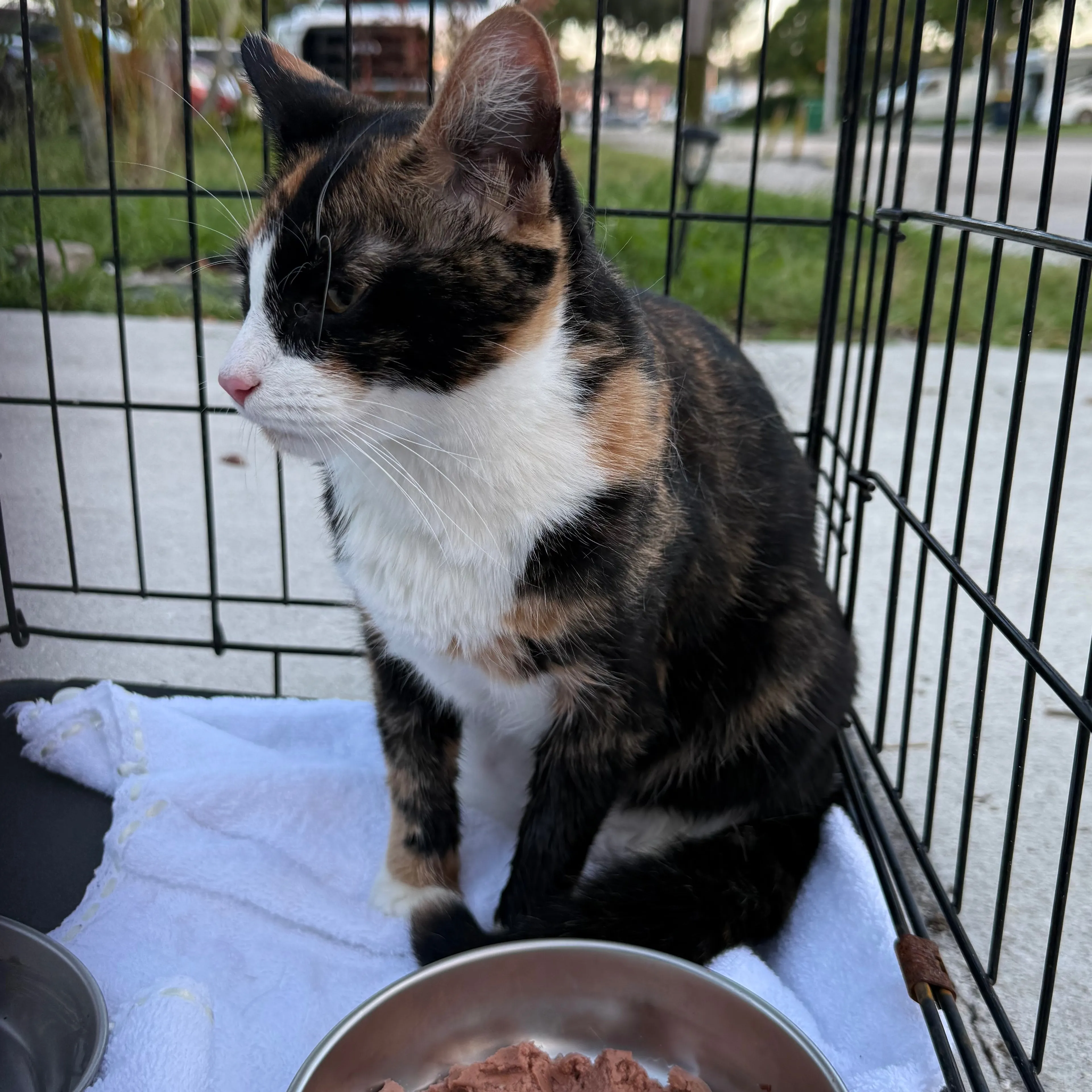 Found pet-1