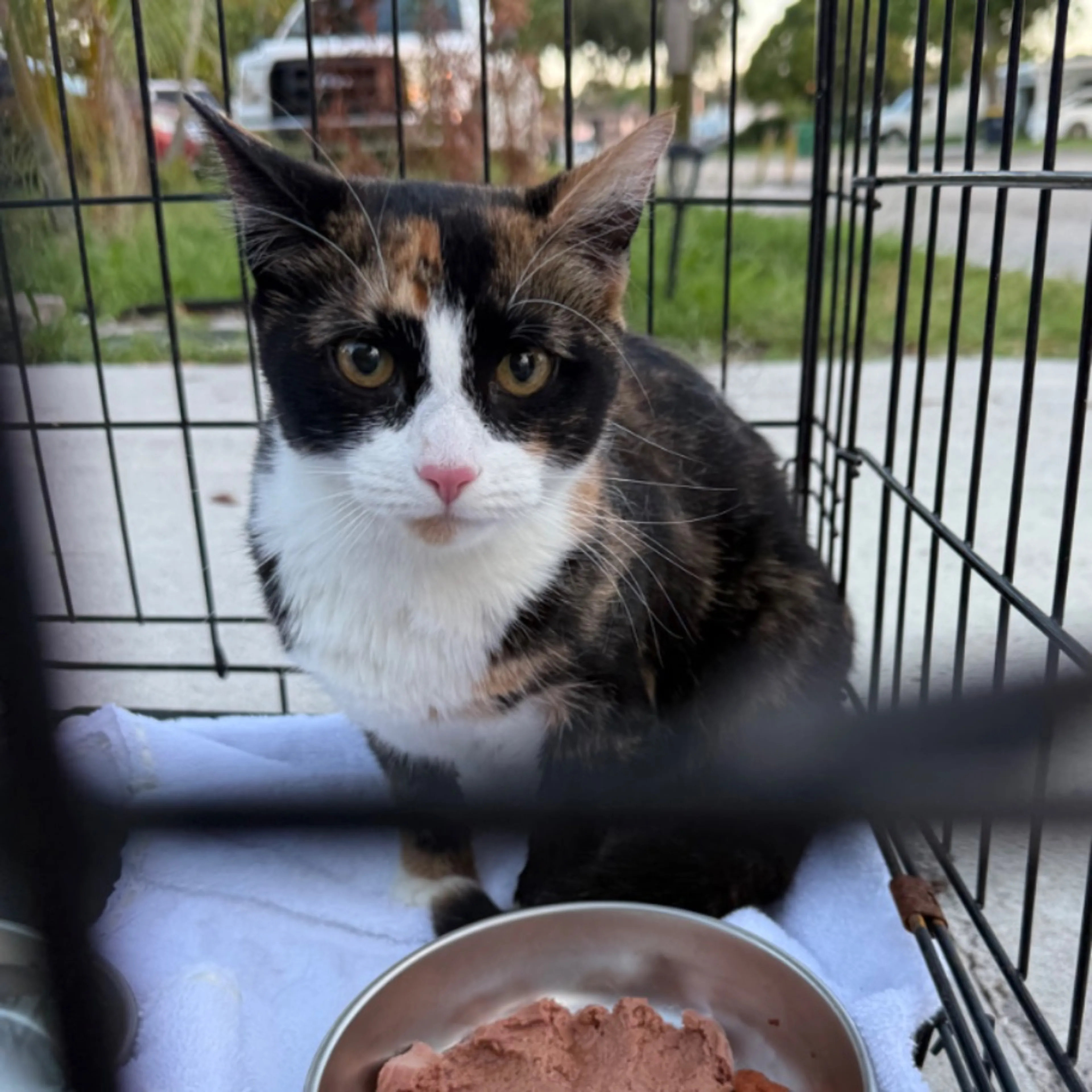Found pet-0