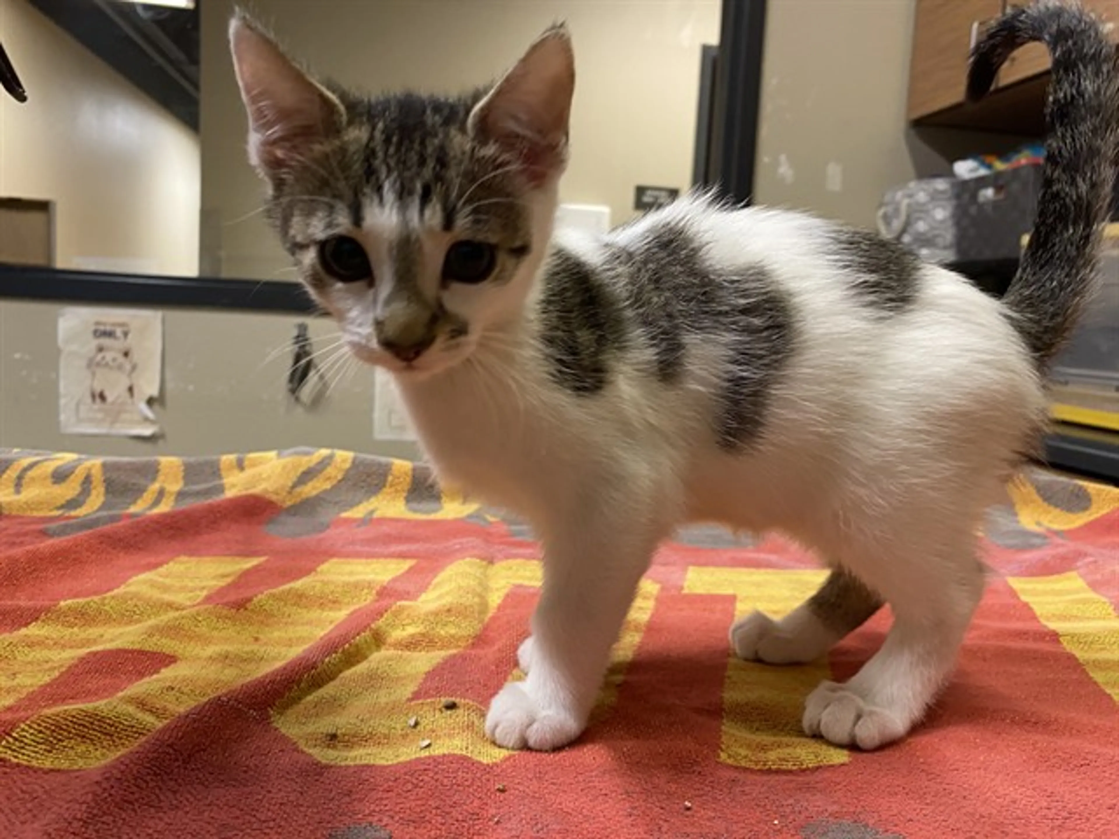 Found pet