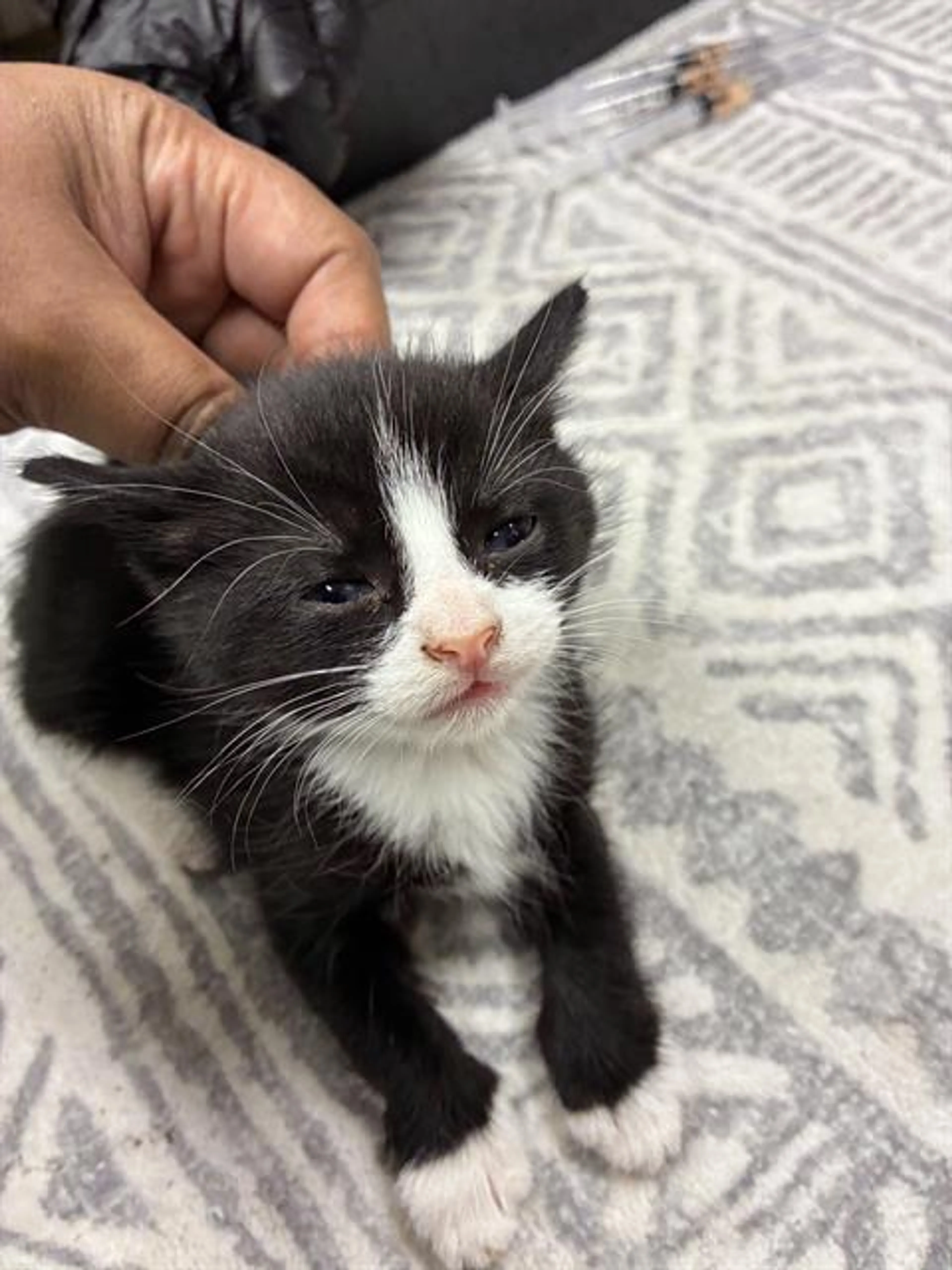 Found pet