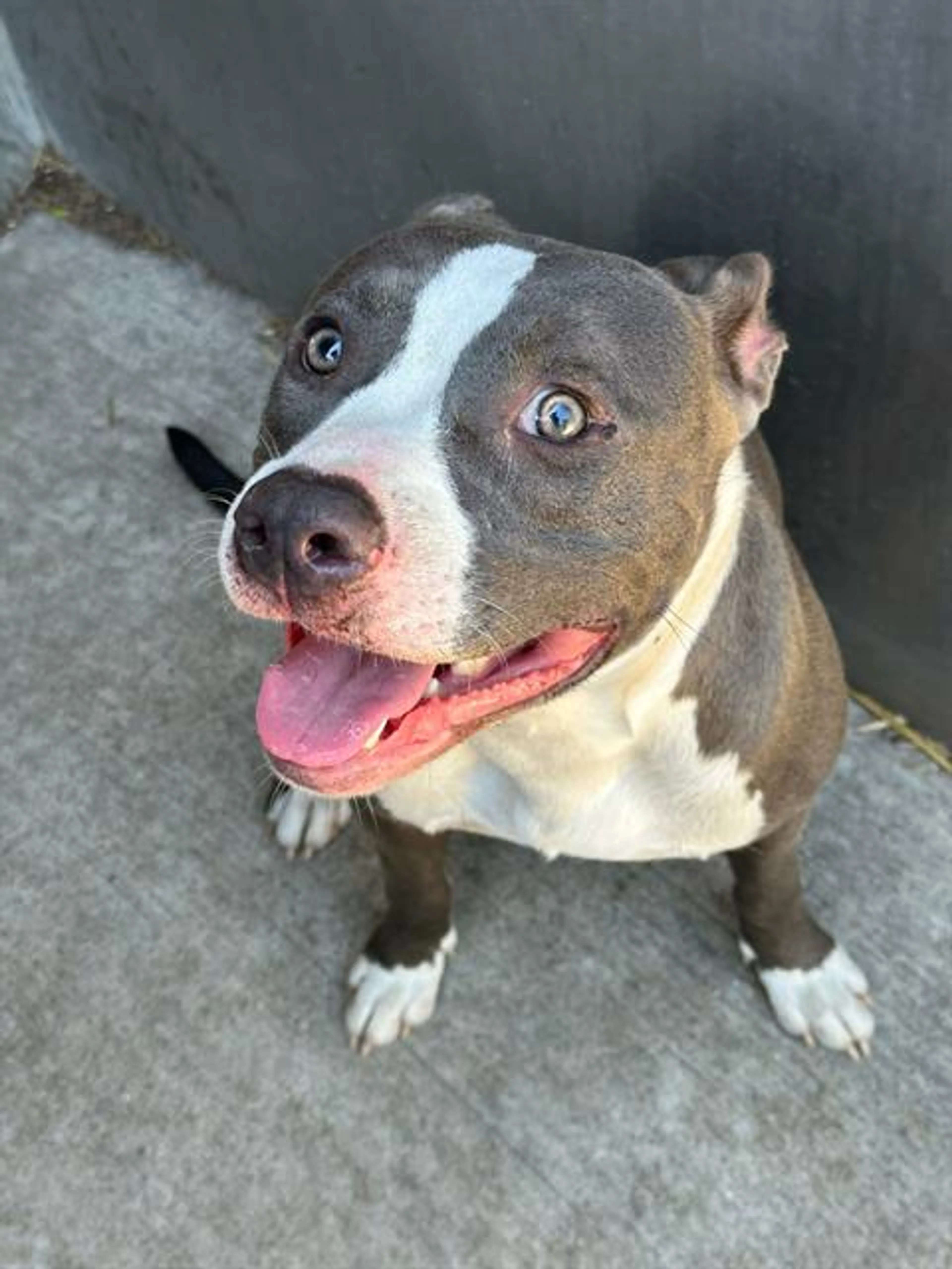 Found pet
