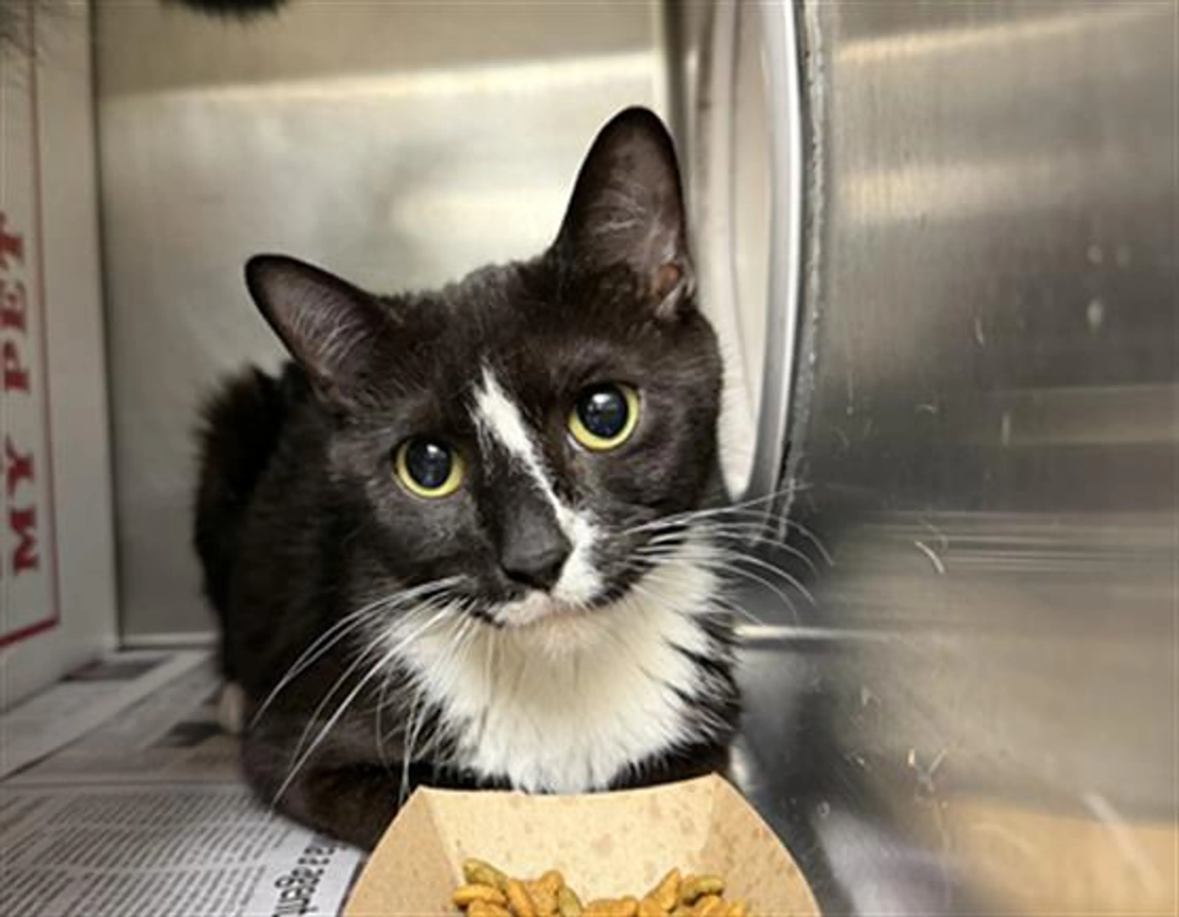 Found pet