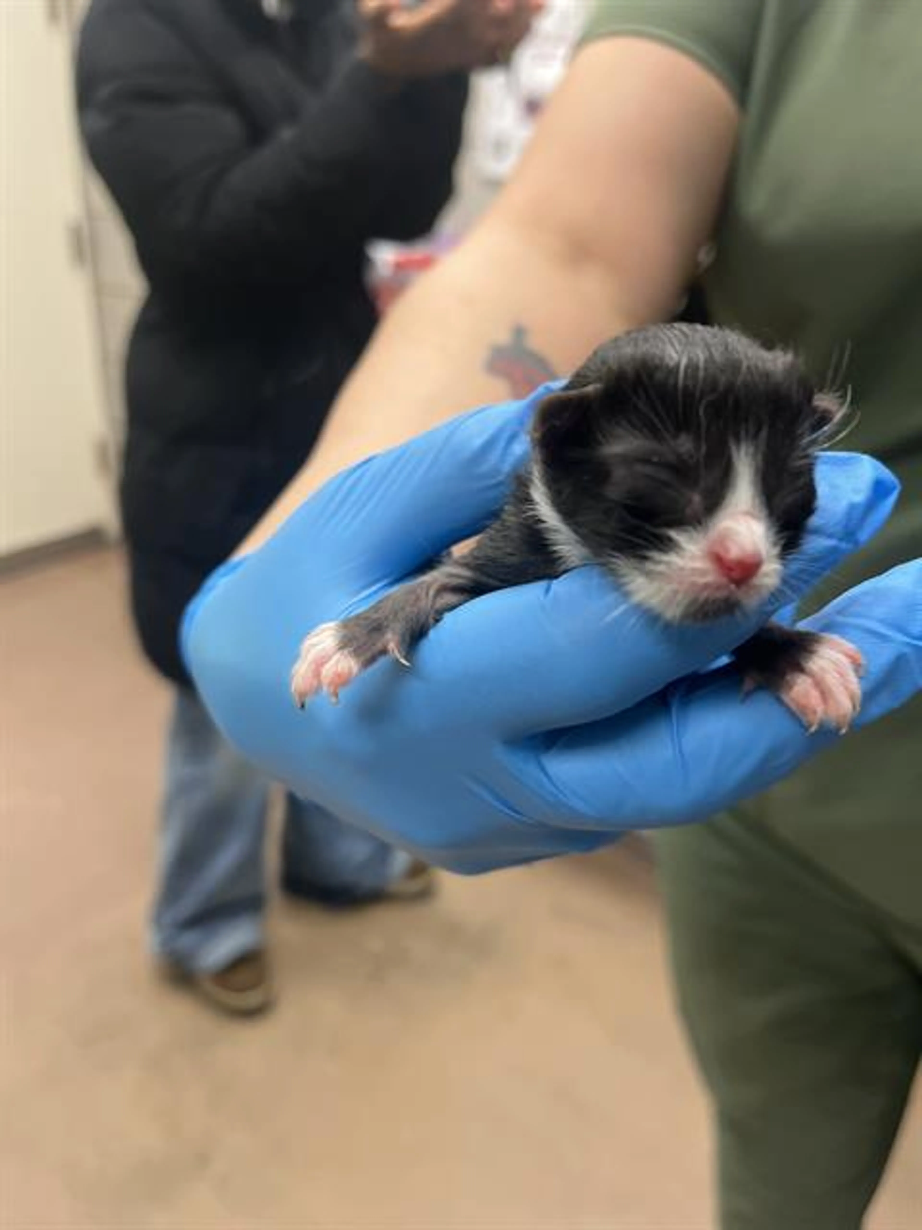 Found pet