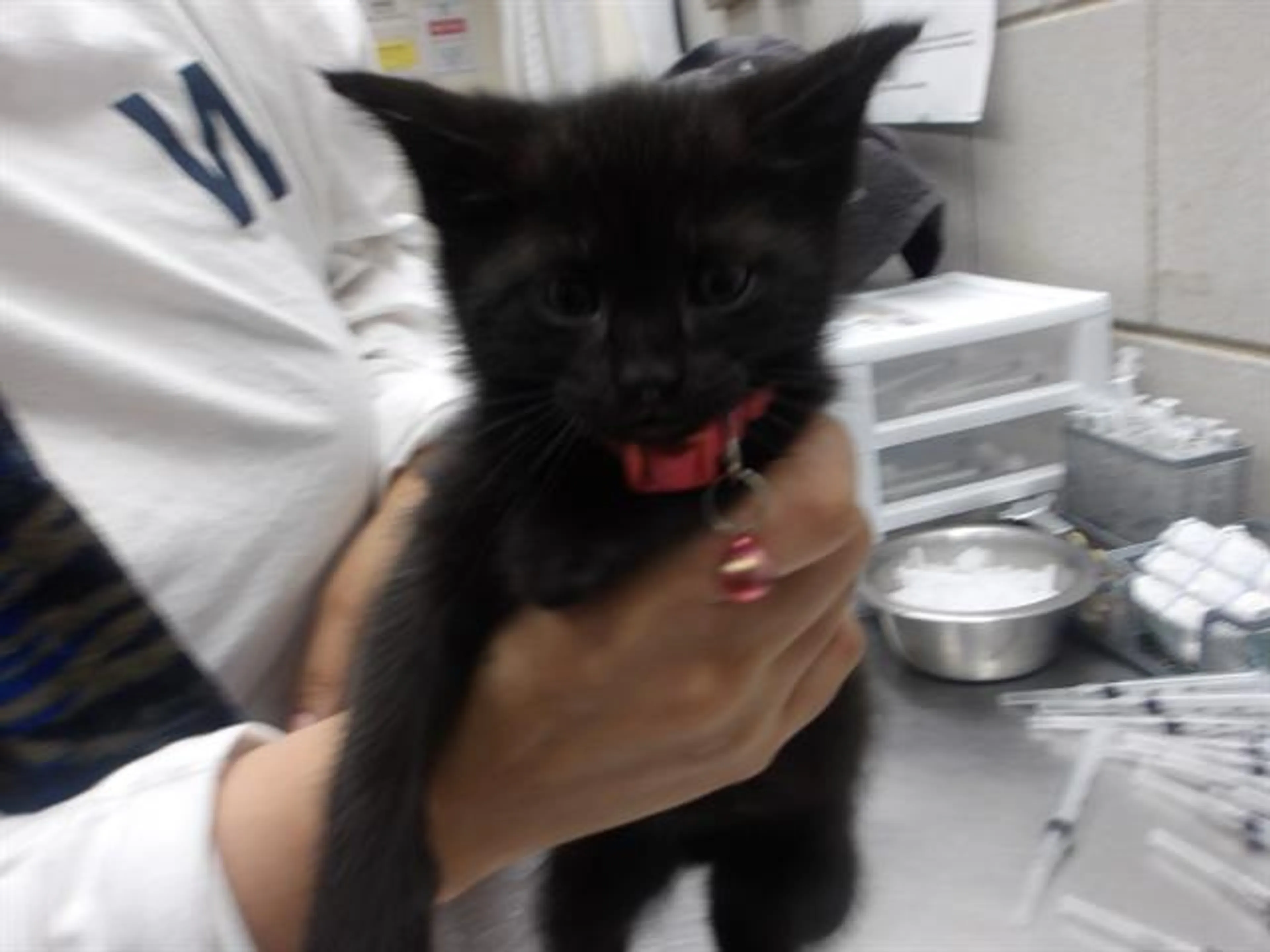 Found pet