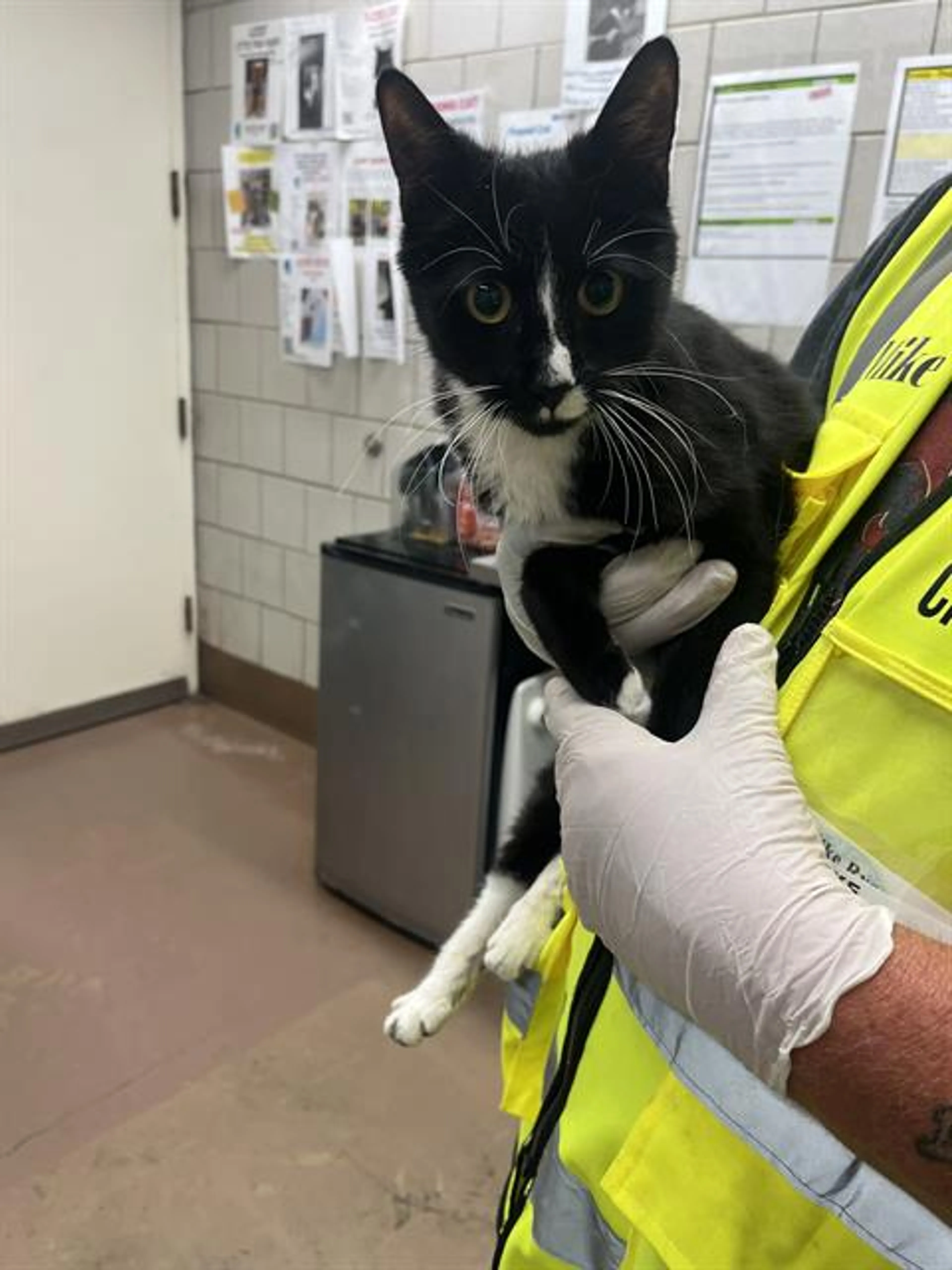 Found pet