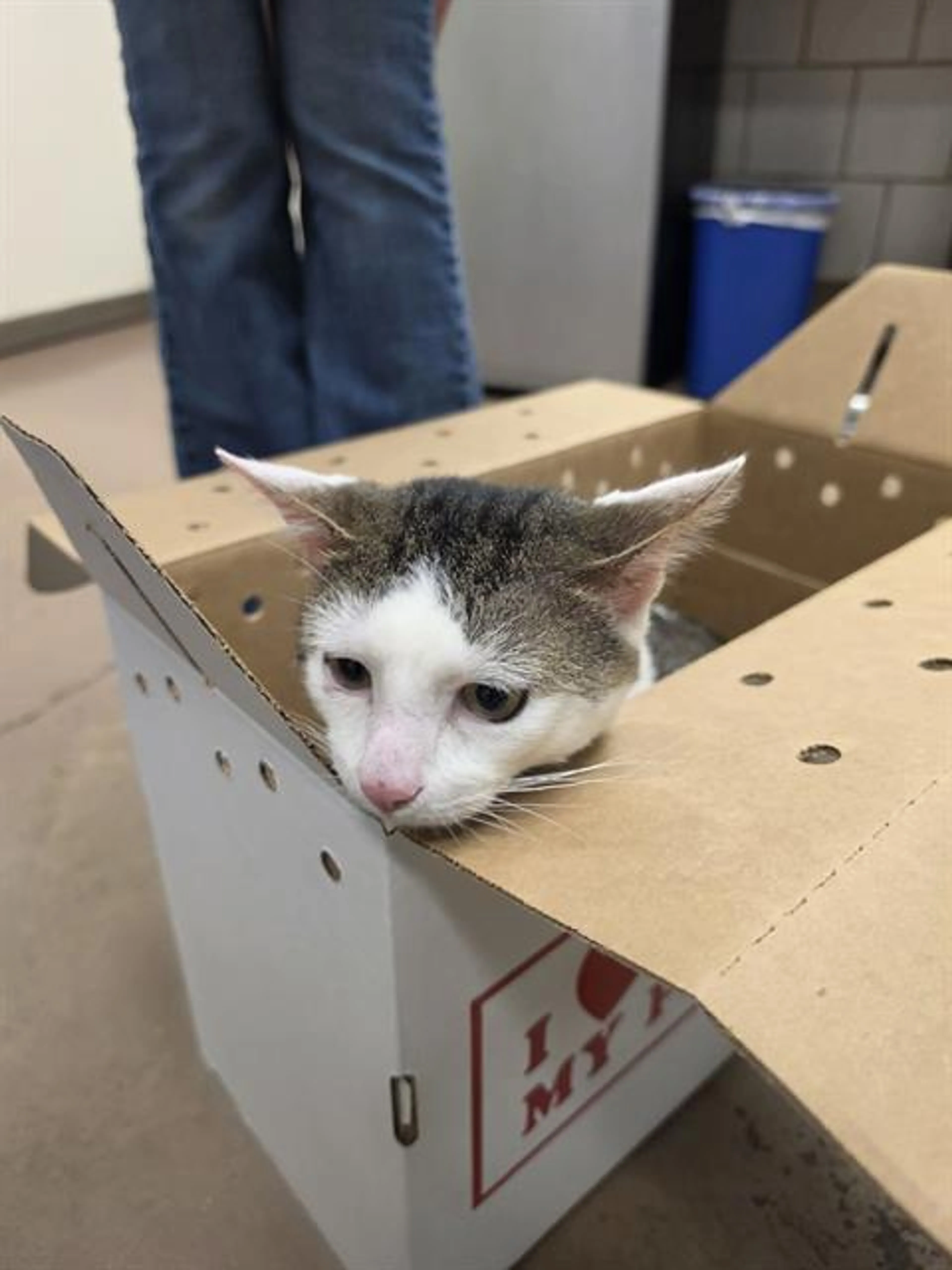 Found pet