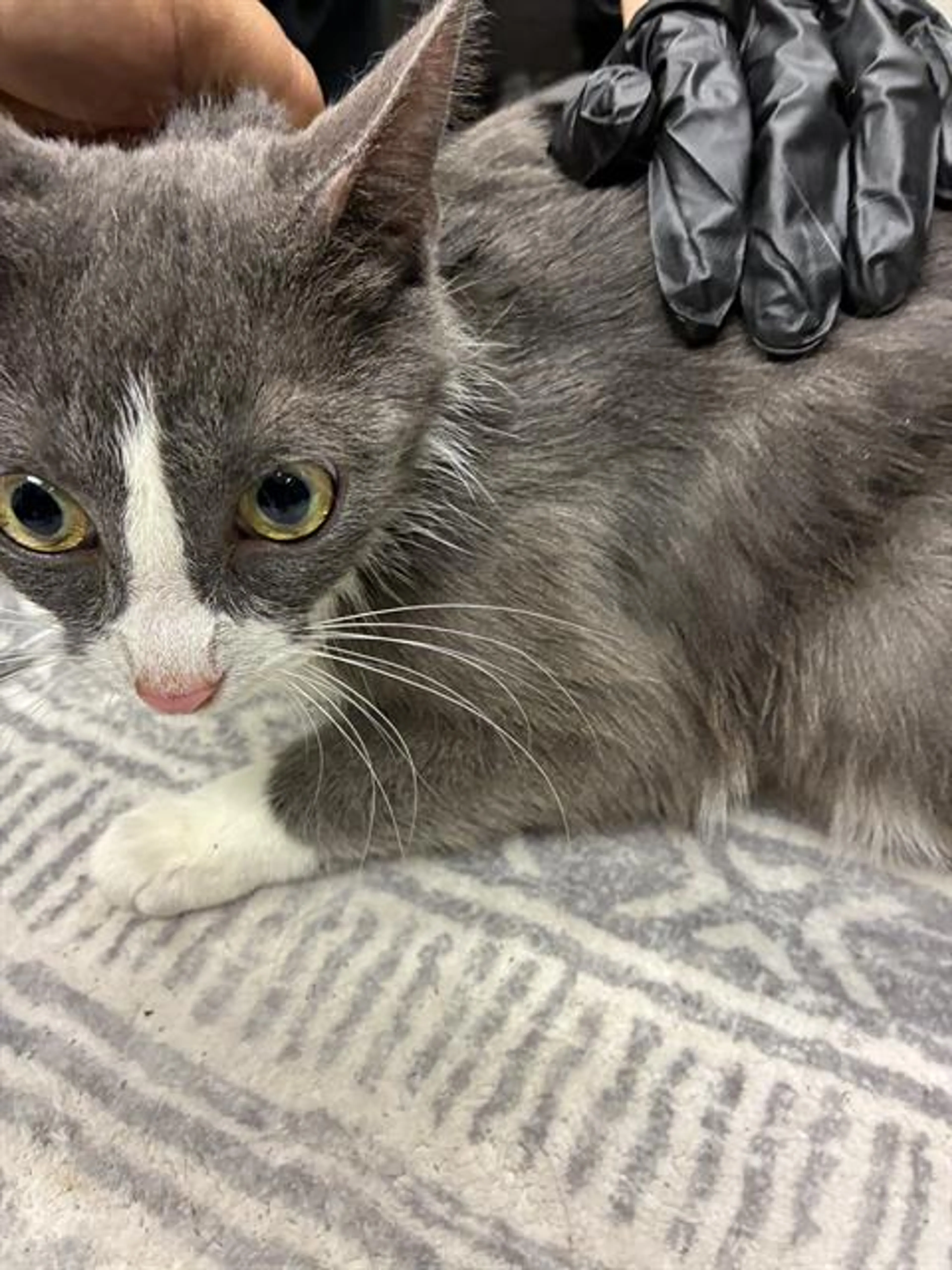 Found pet