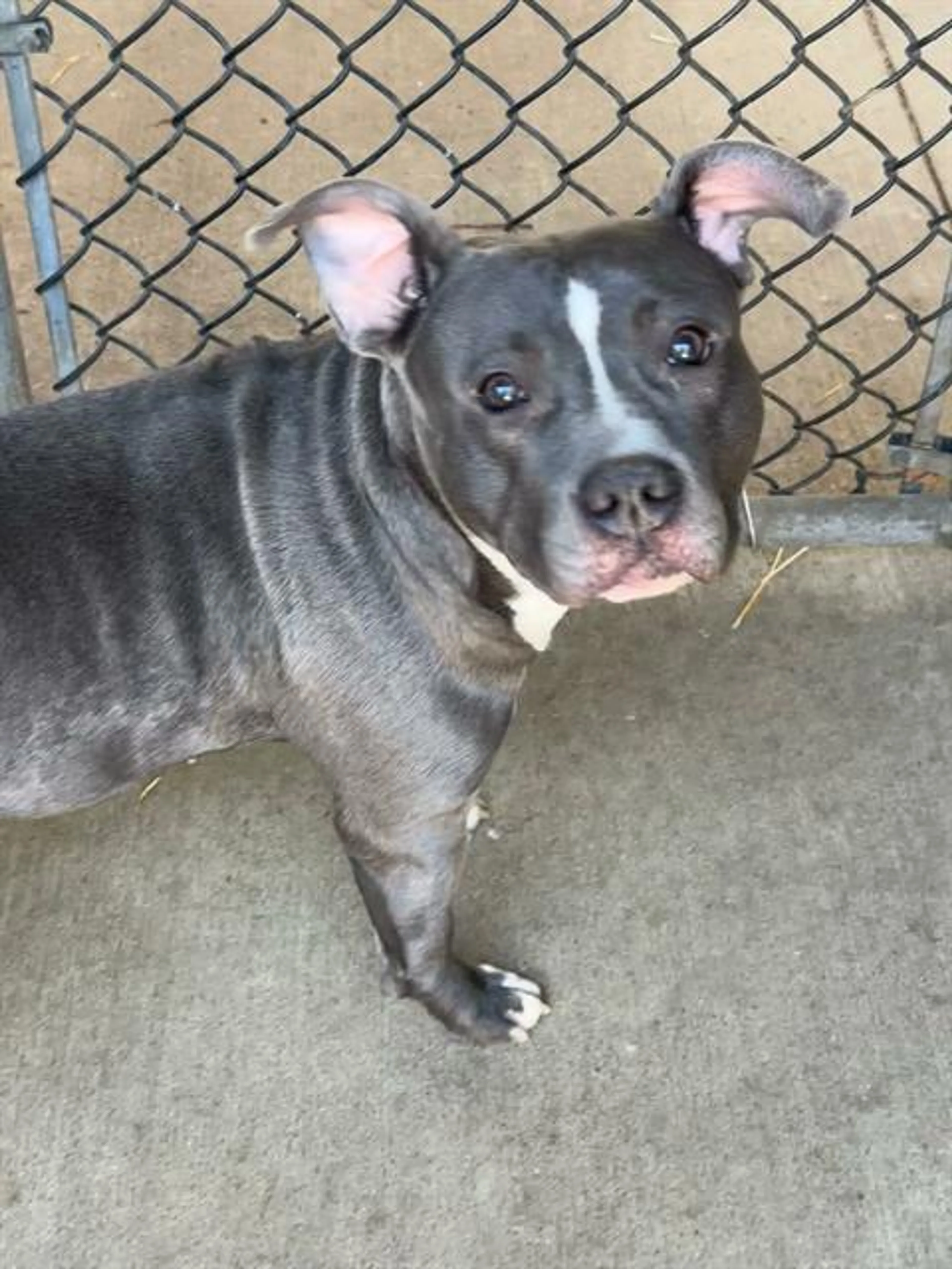 Found pet