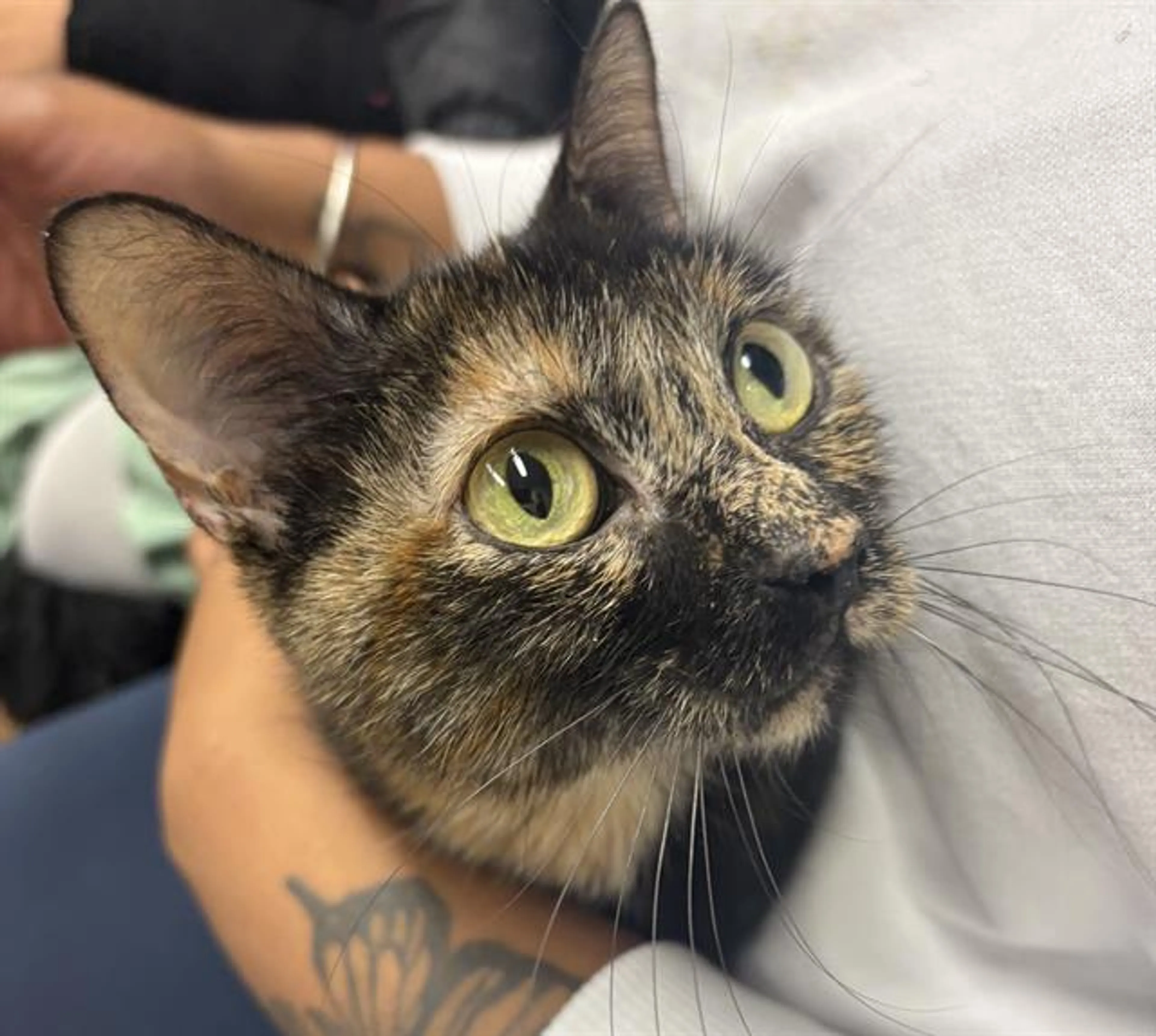 Found pet