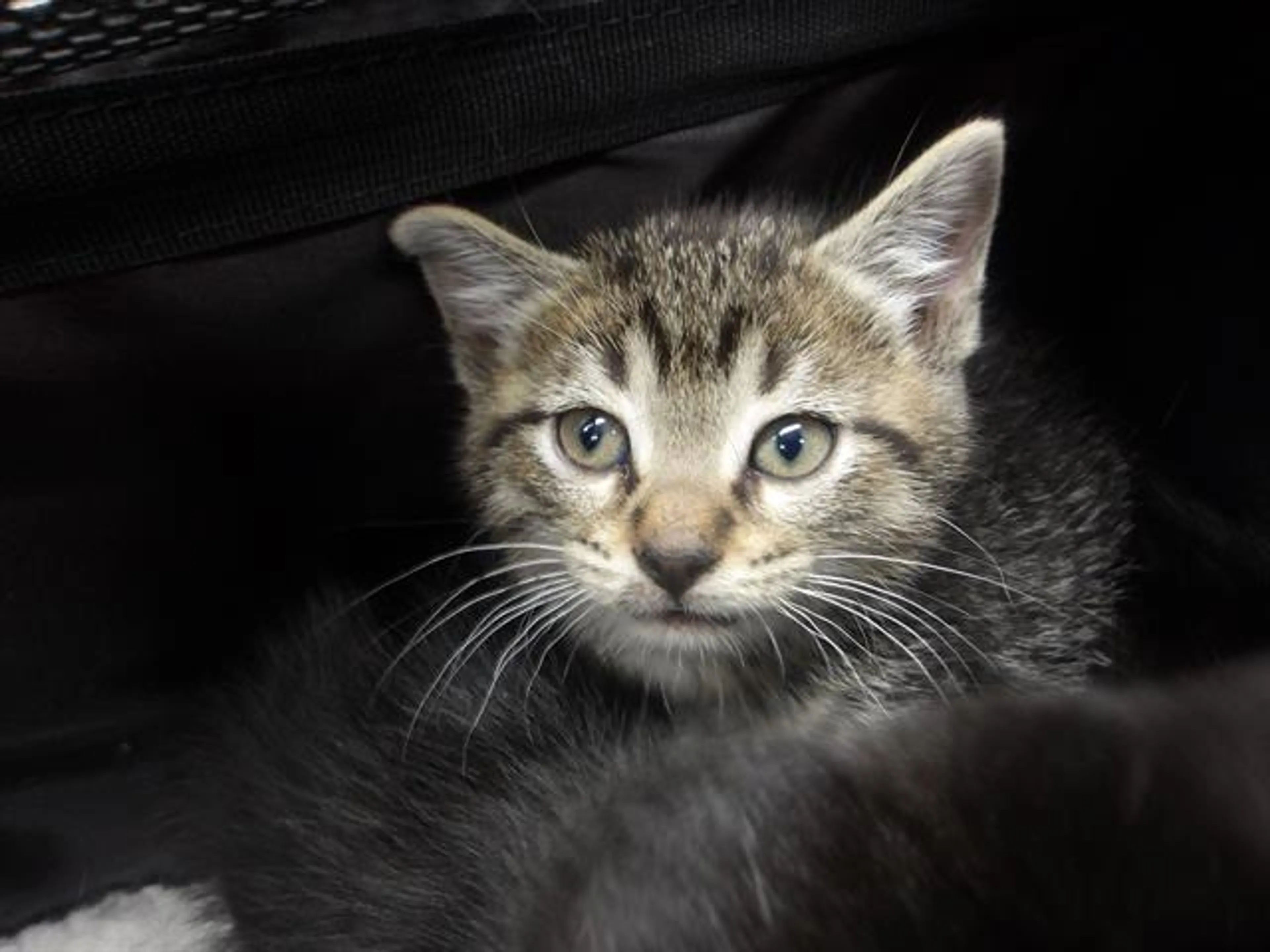Found pet
