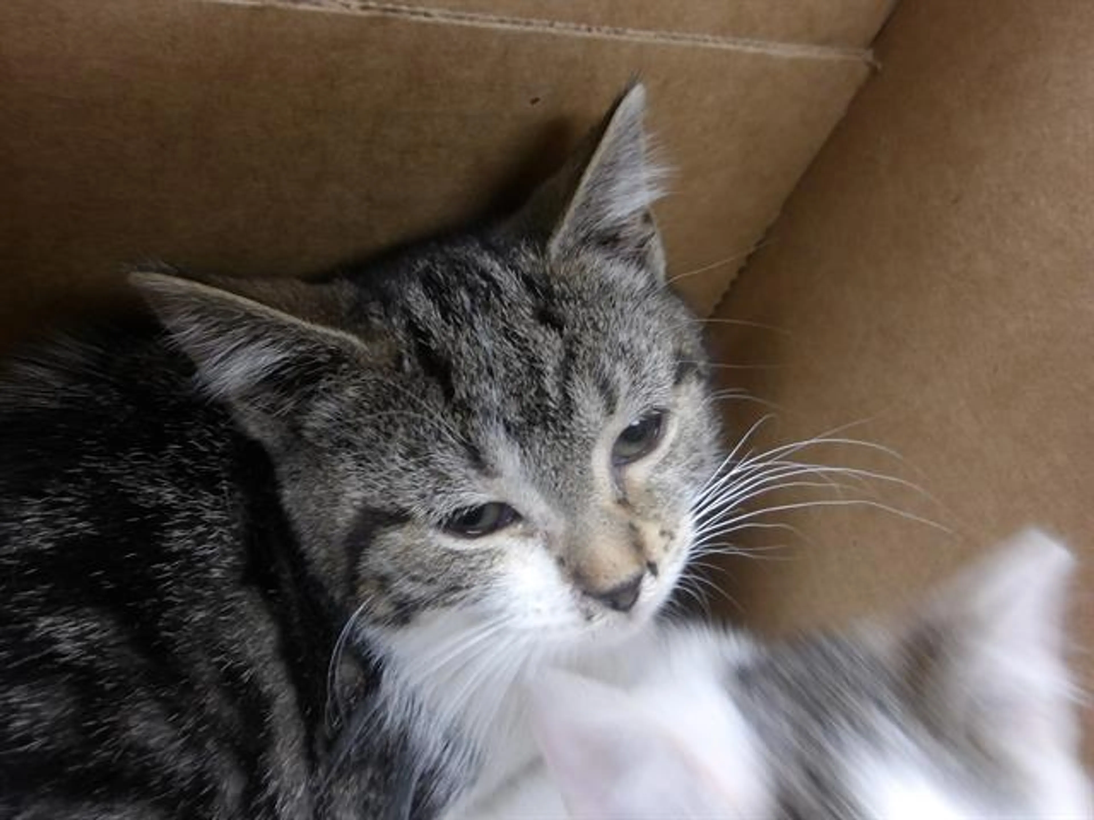 Found pet