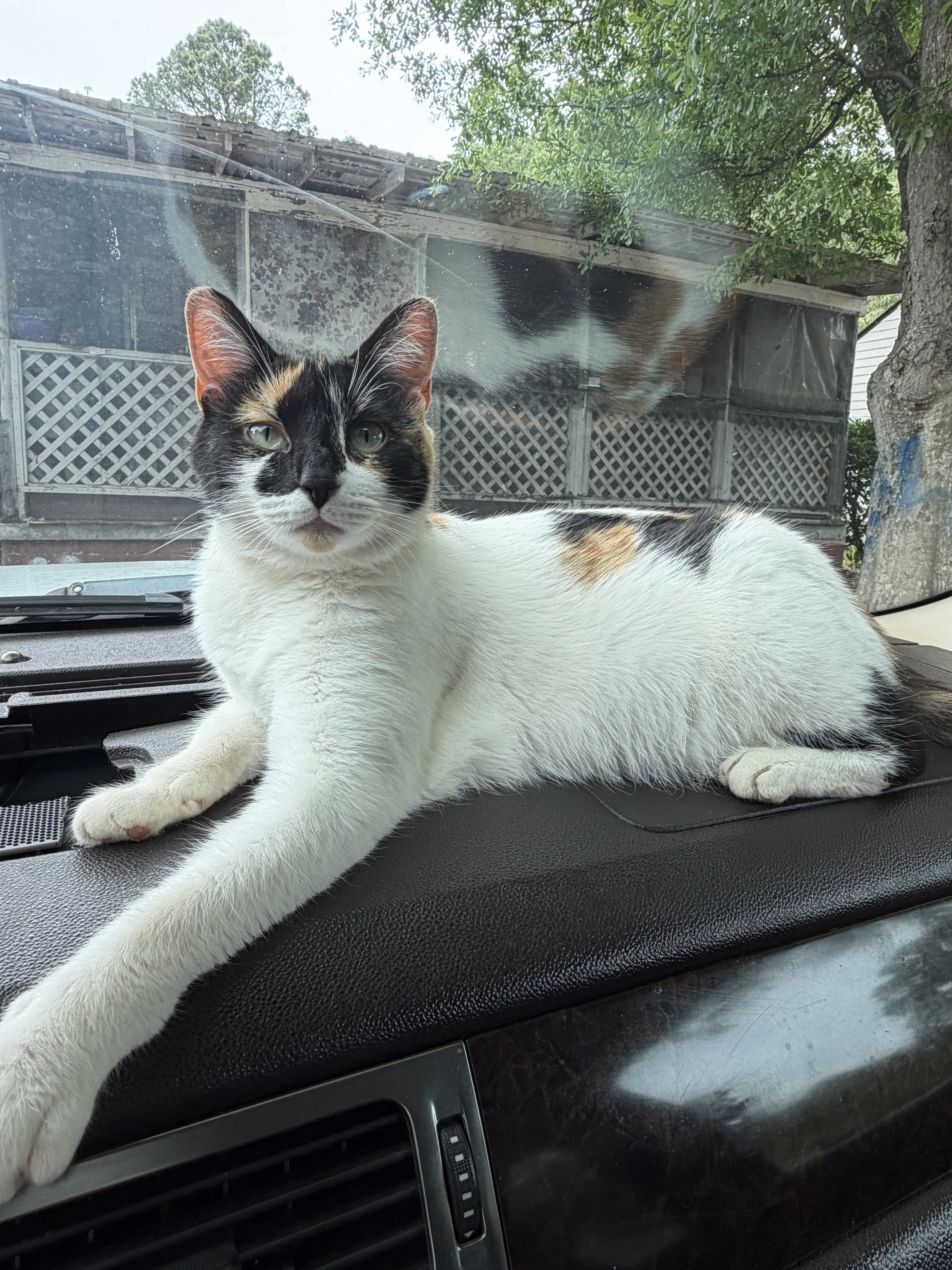 Lost pet-0