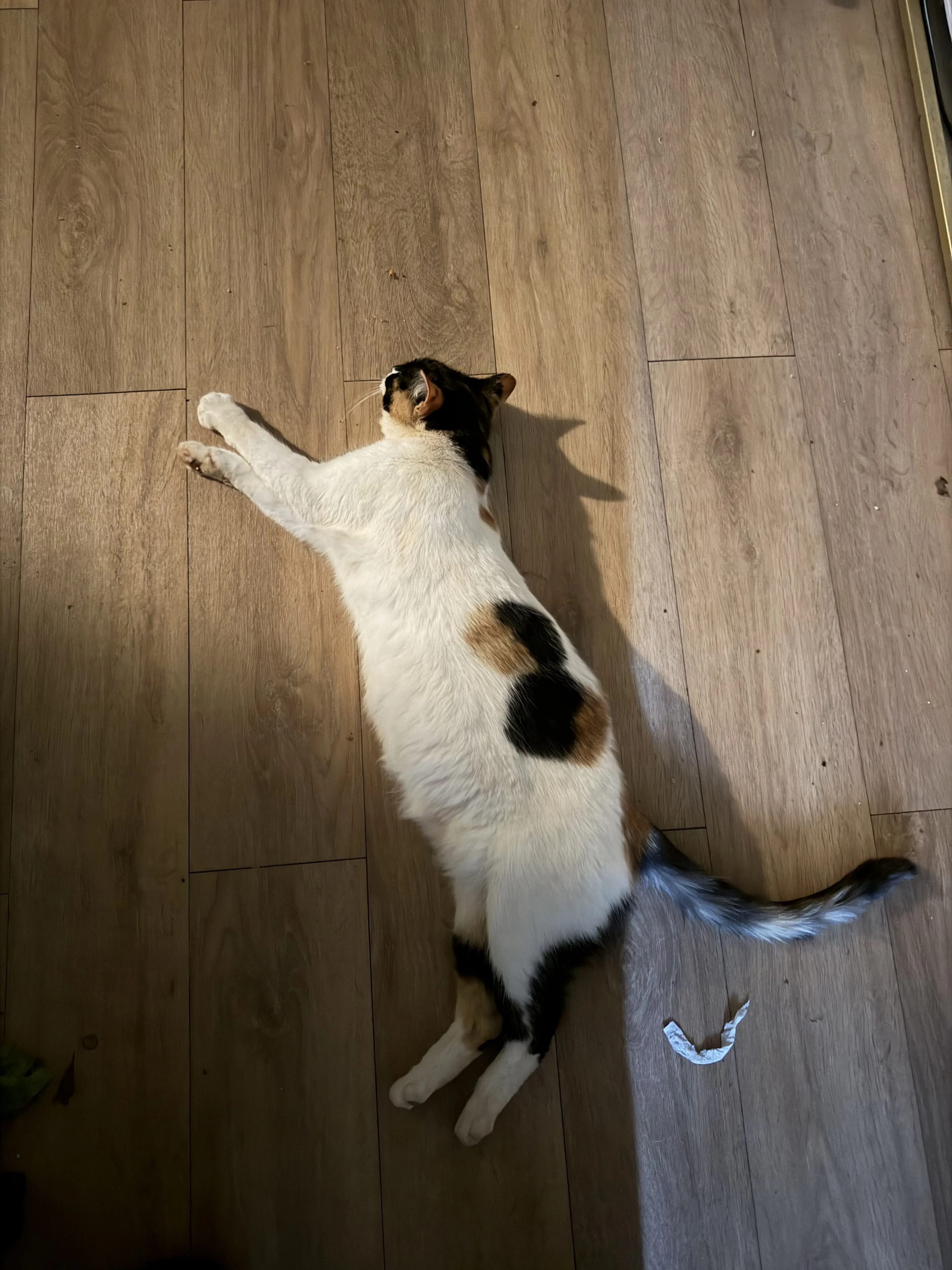 Lost pet-4