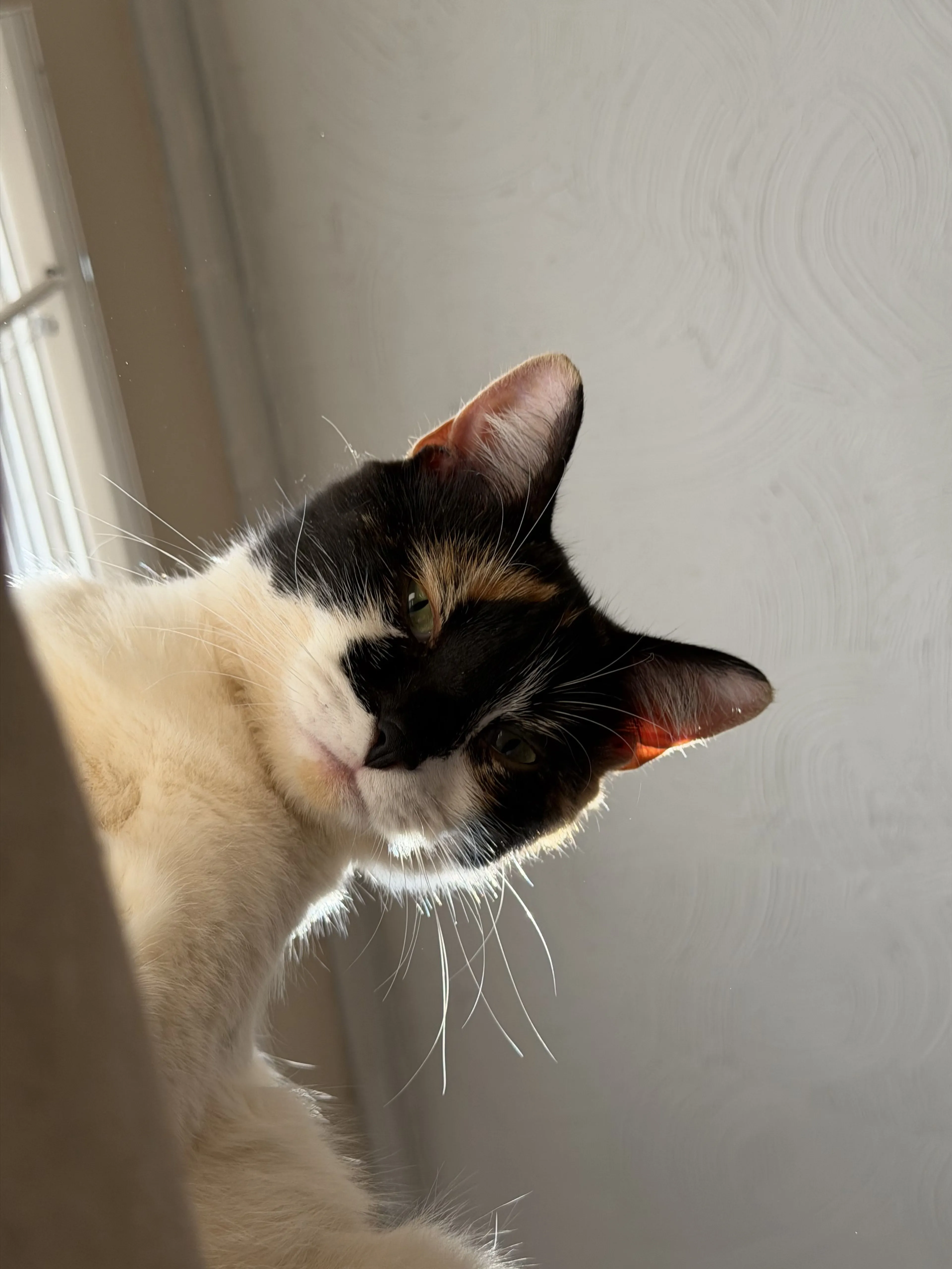 Lost pet-1