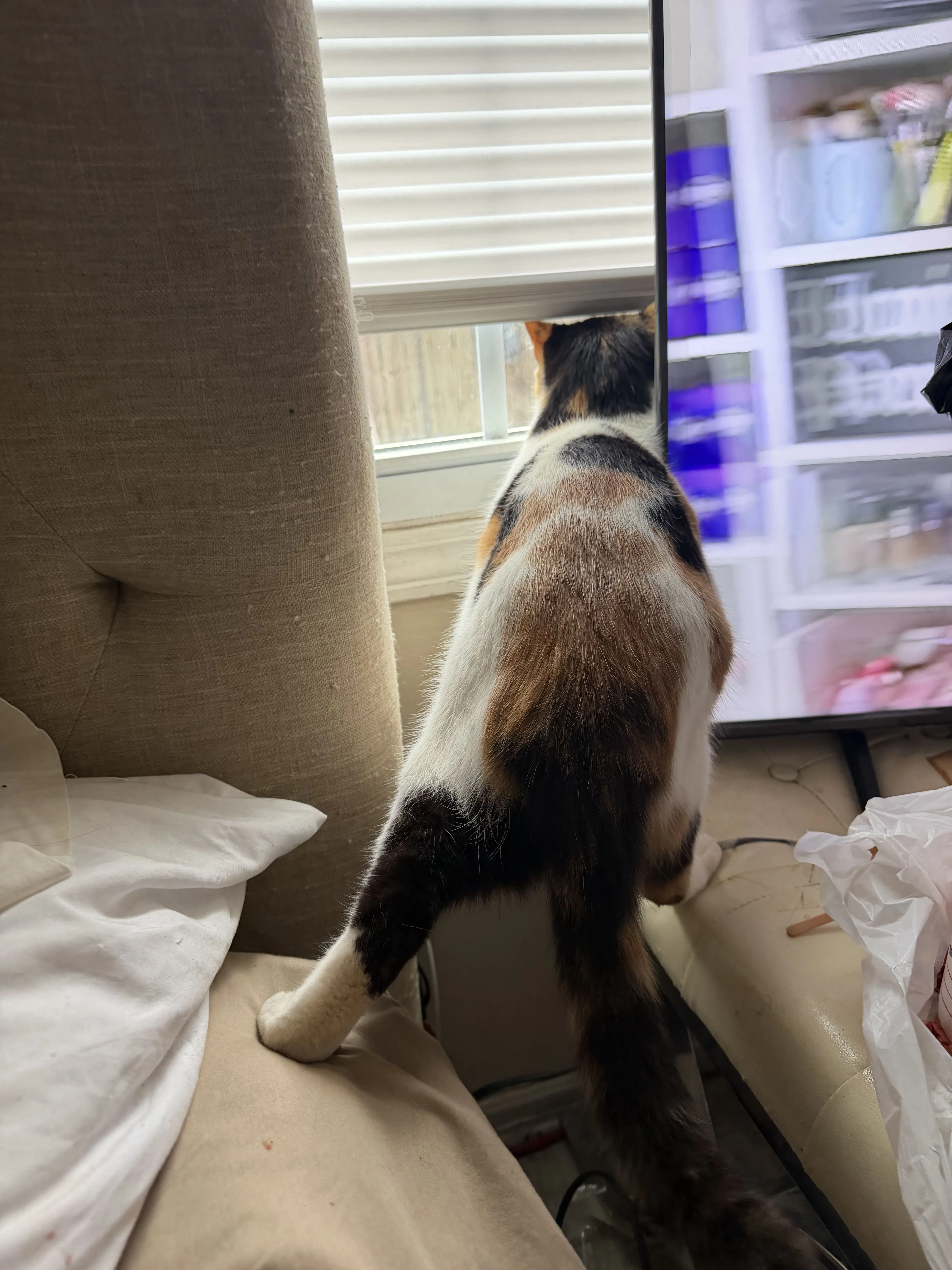 Lost pet-3