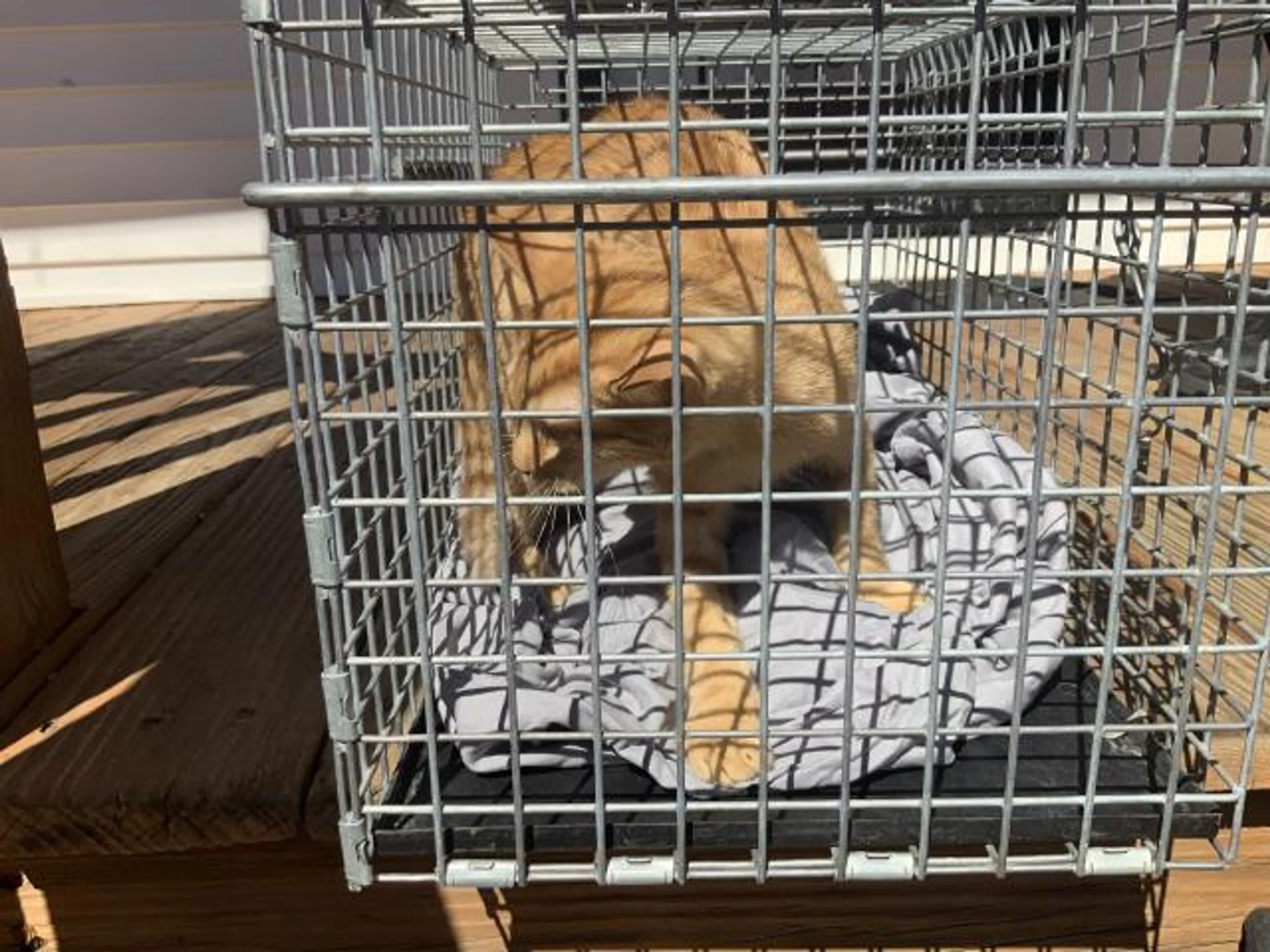 Found pet