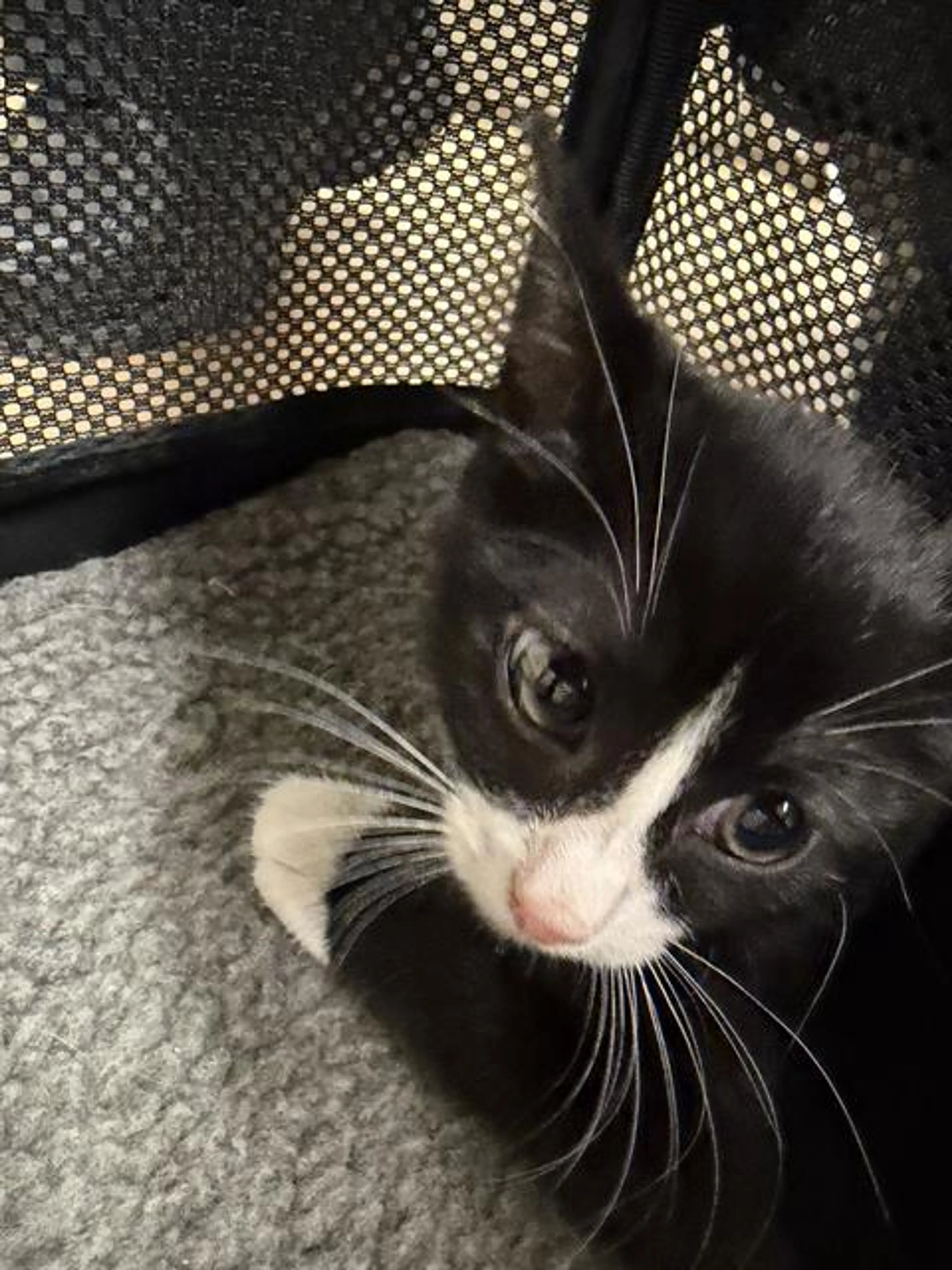 Found pet