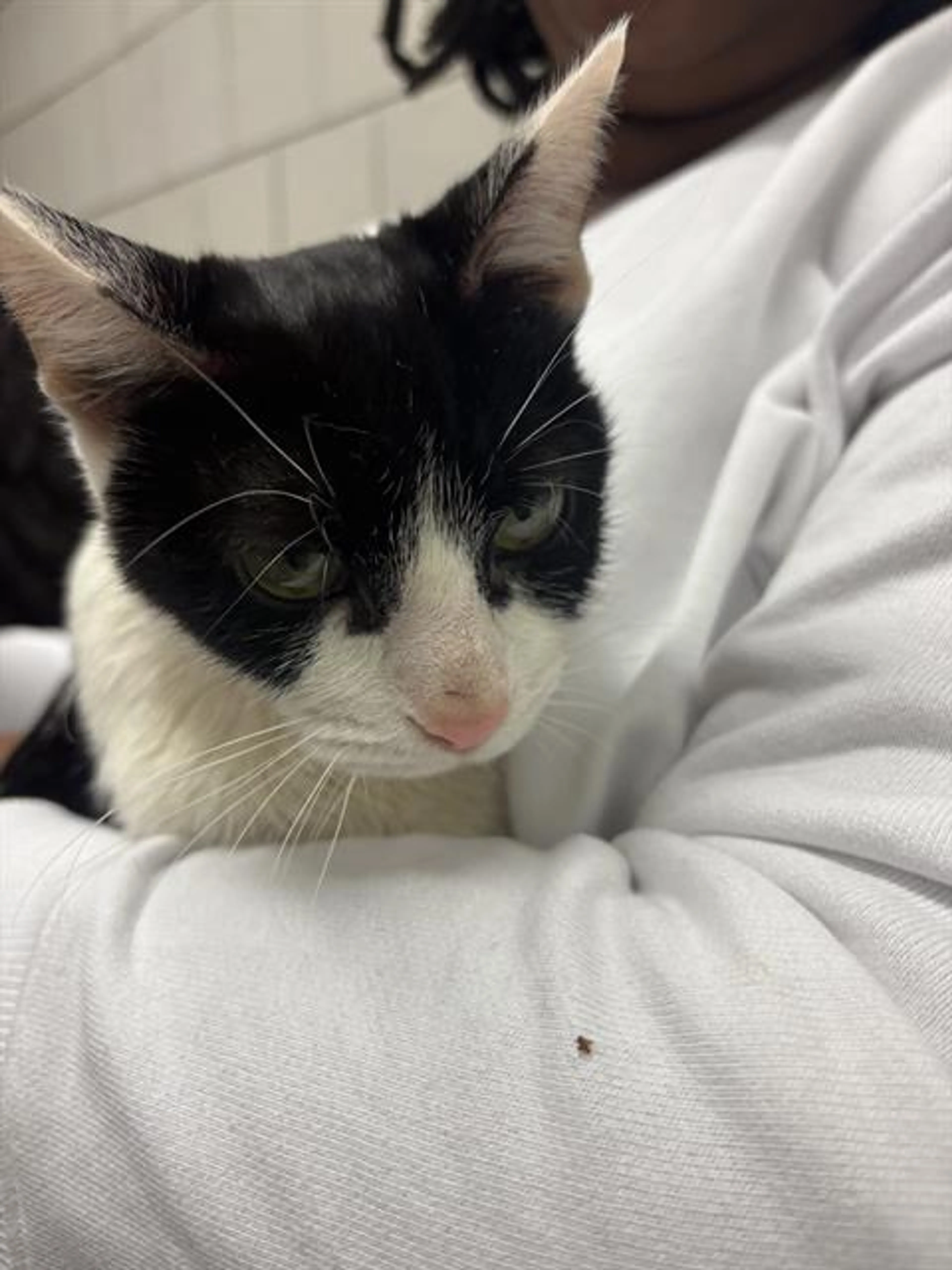 Found pet