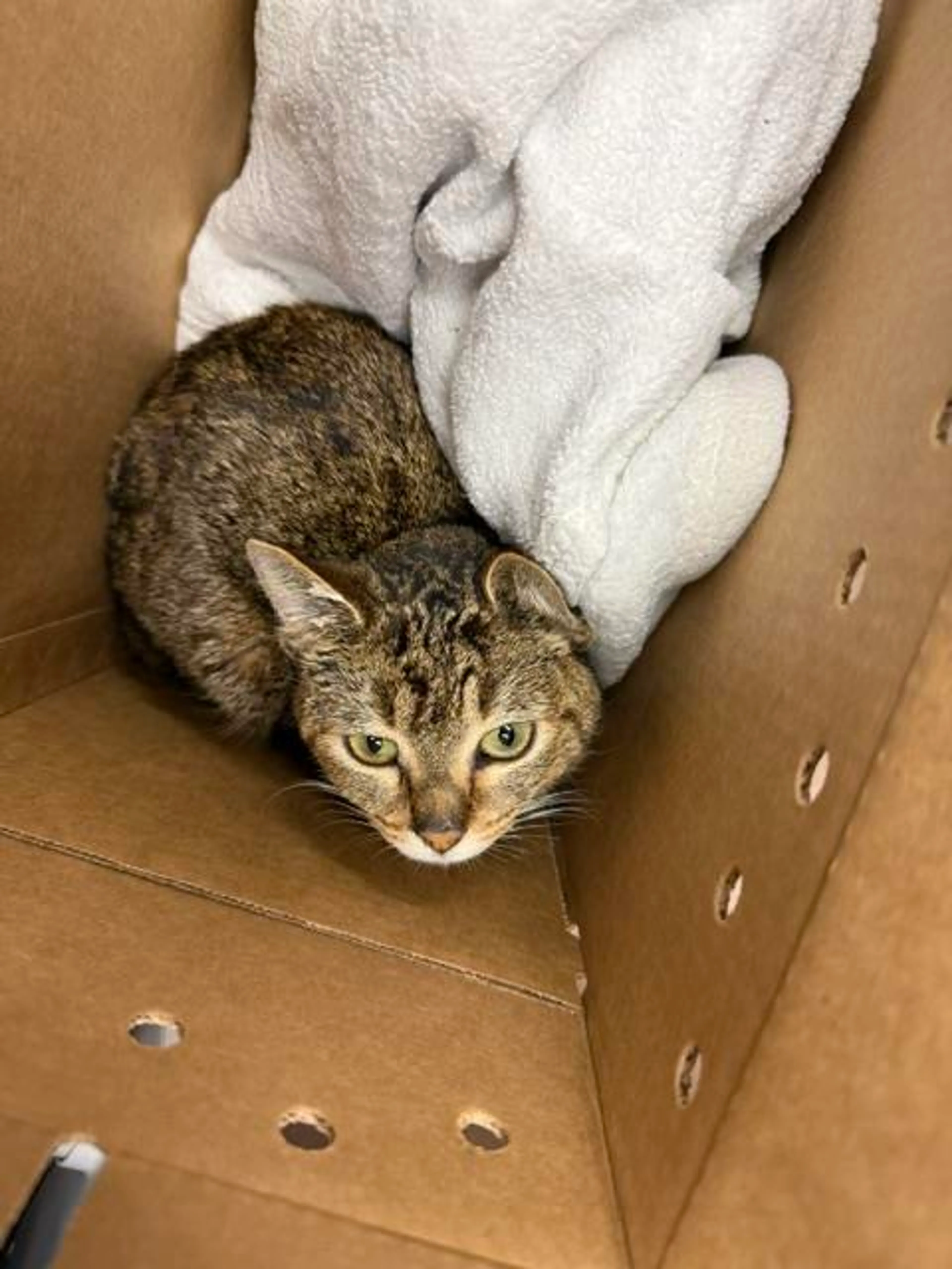 Found pet