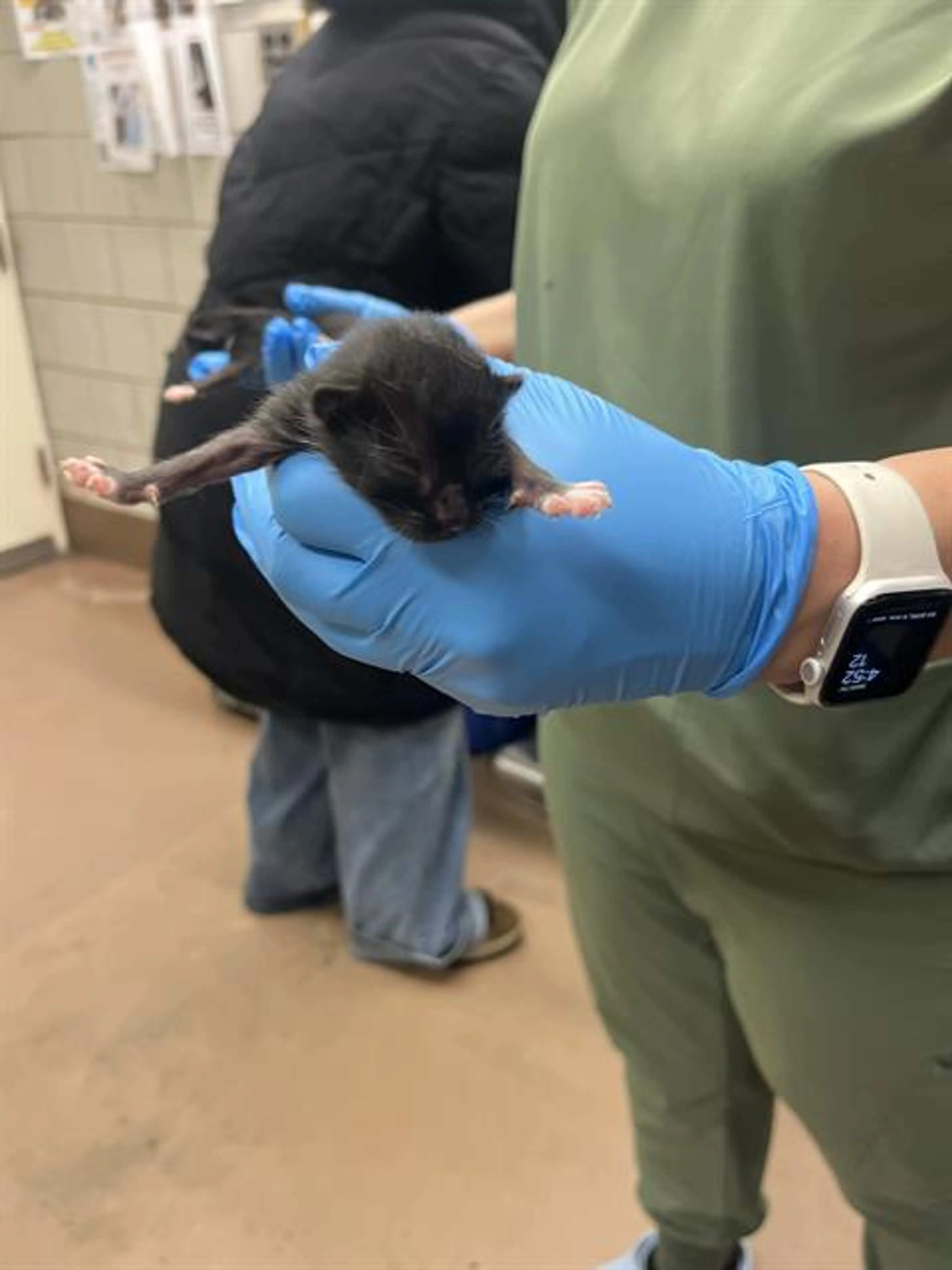Found pet
