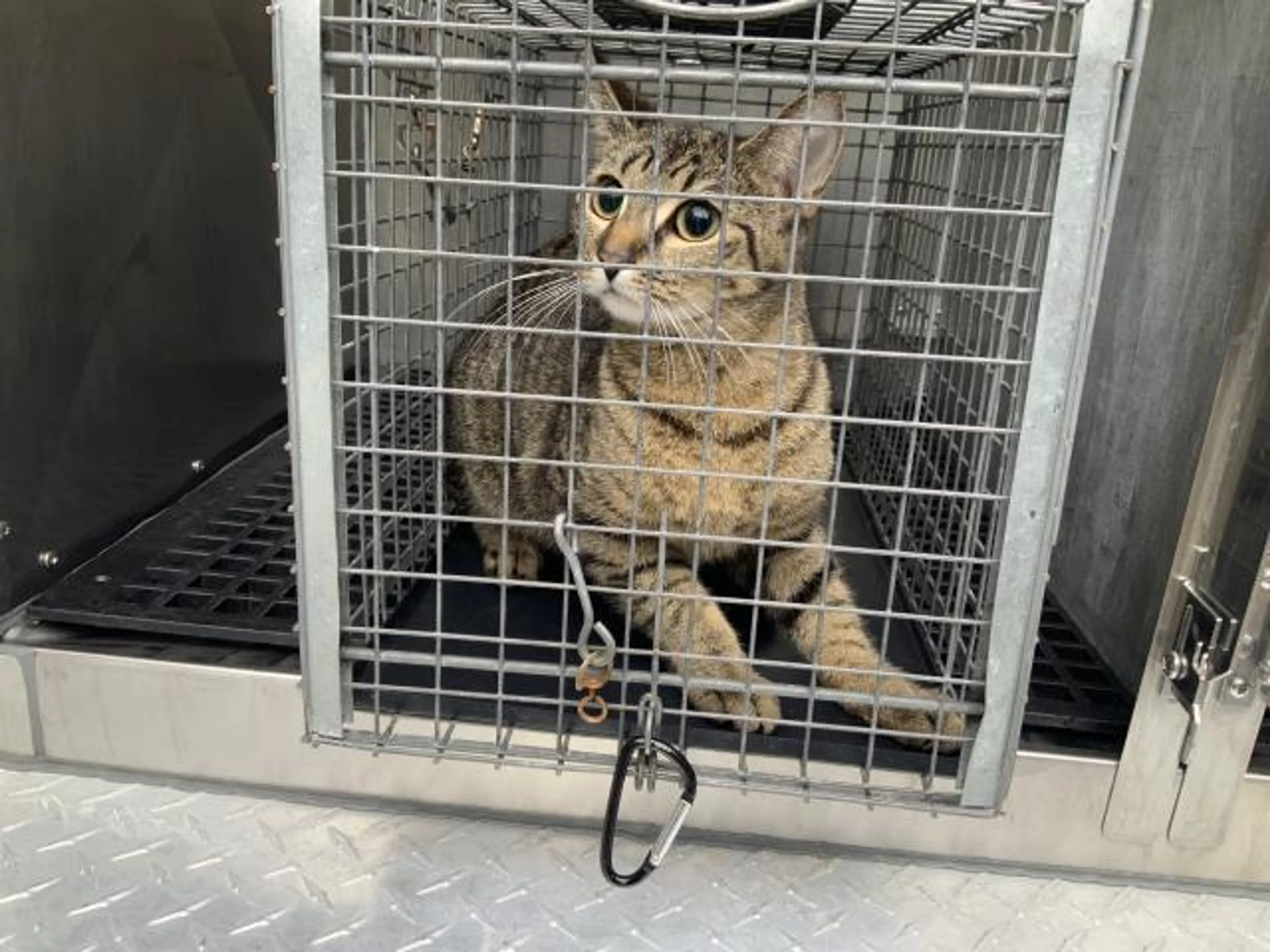 Found pet