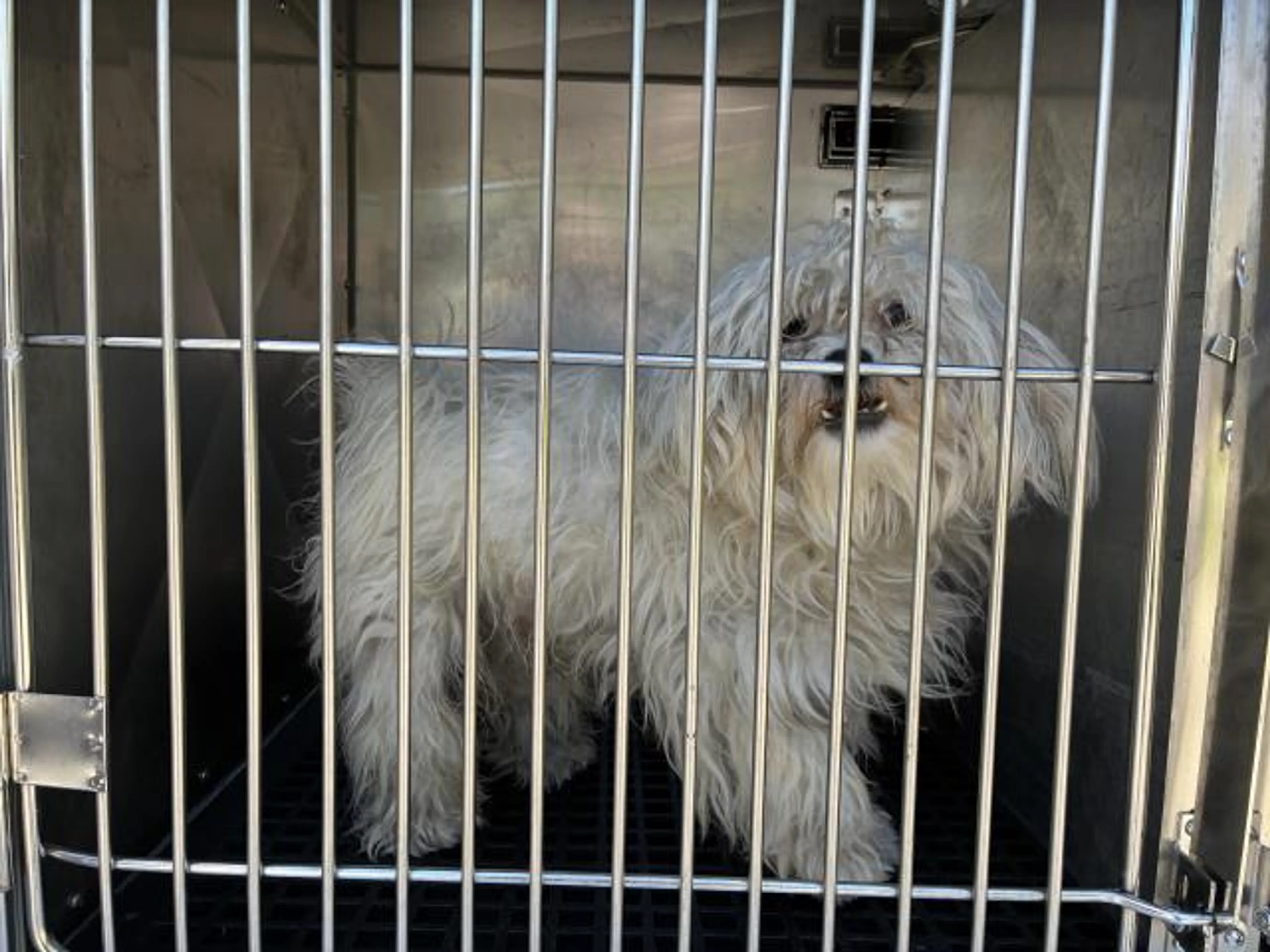 Found pet