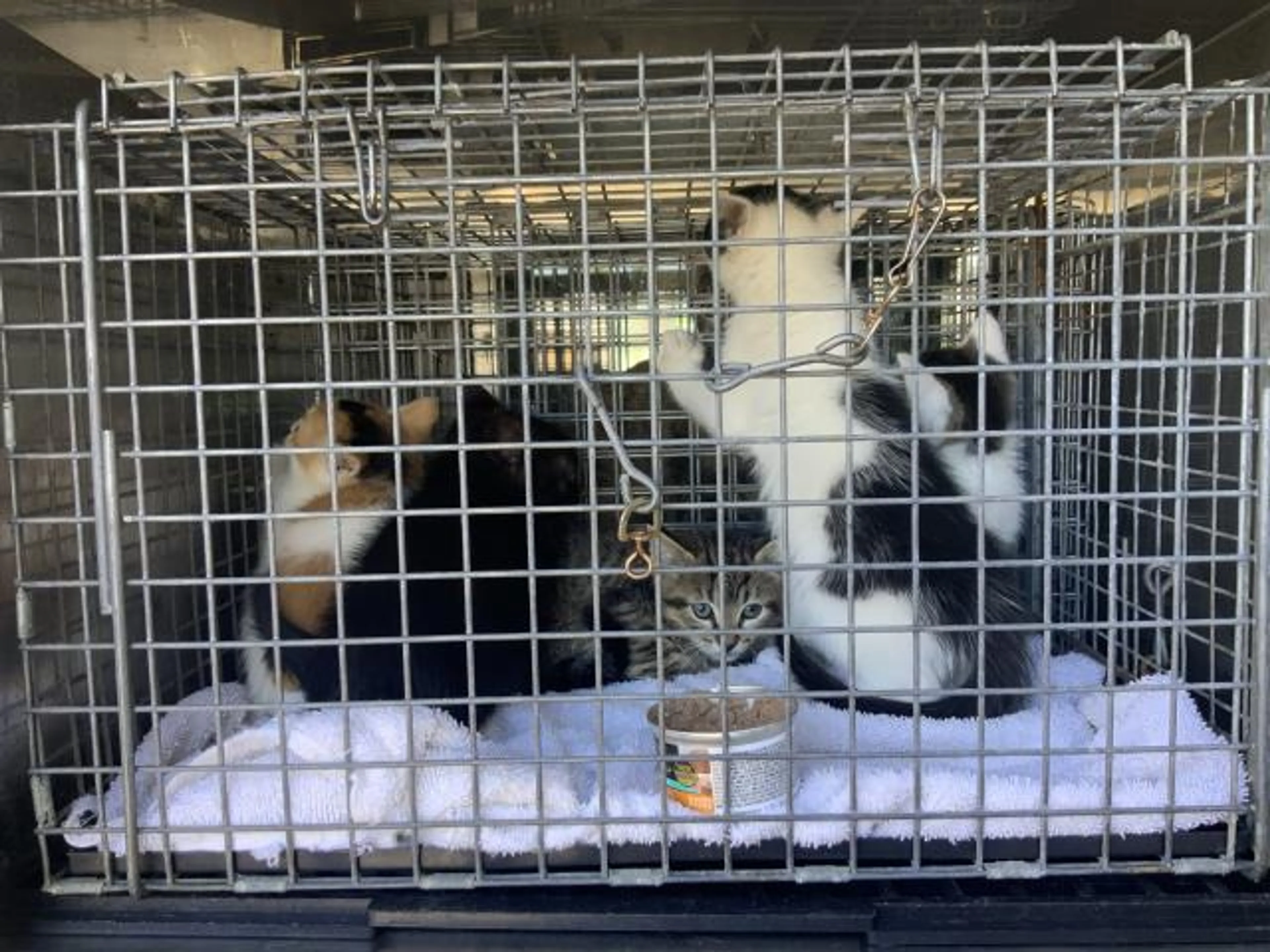 Found pet