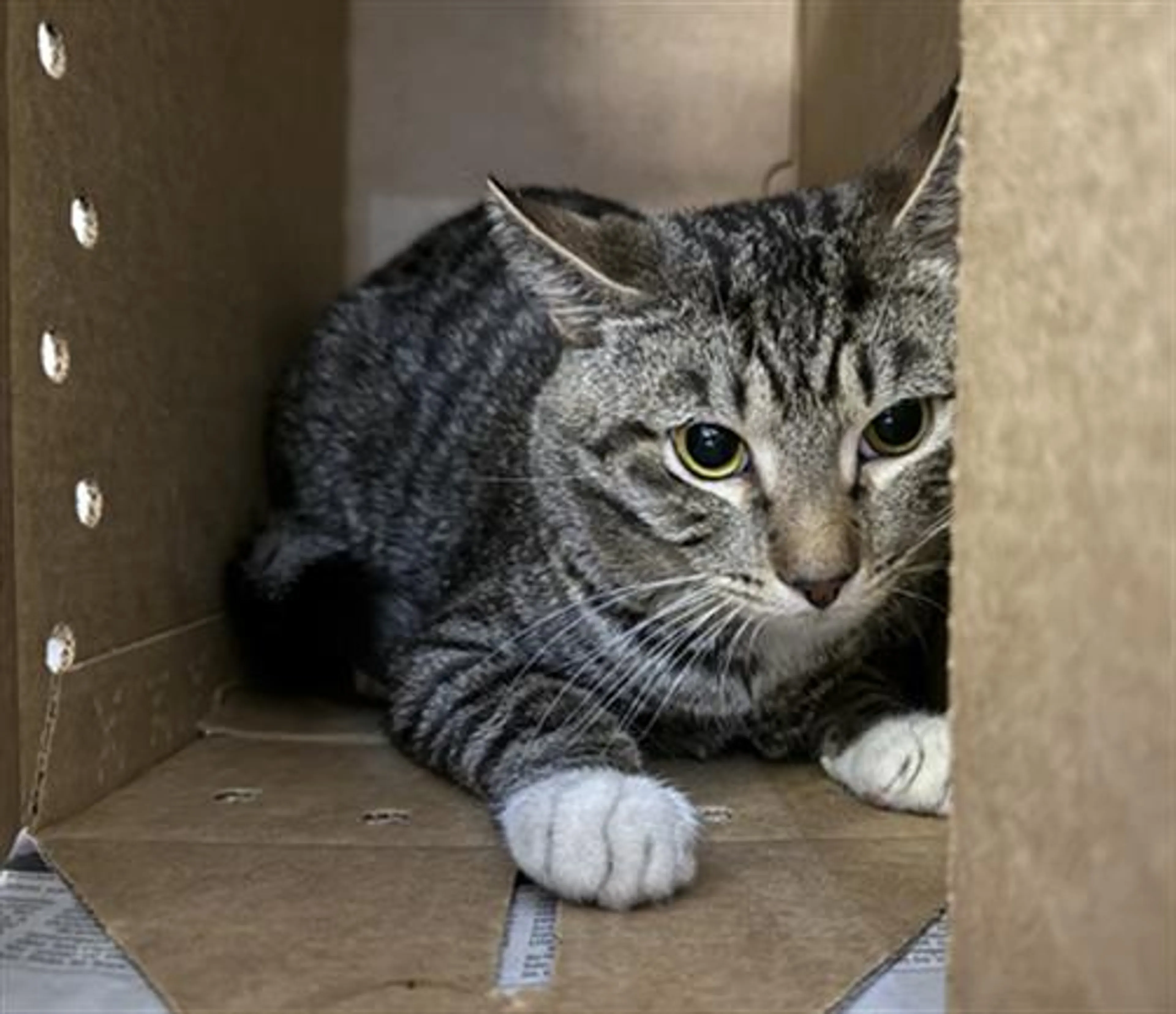 Found pet