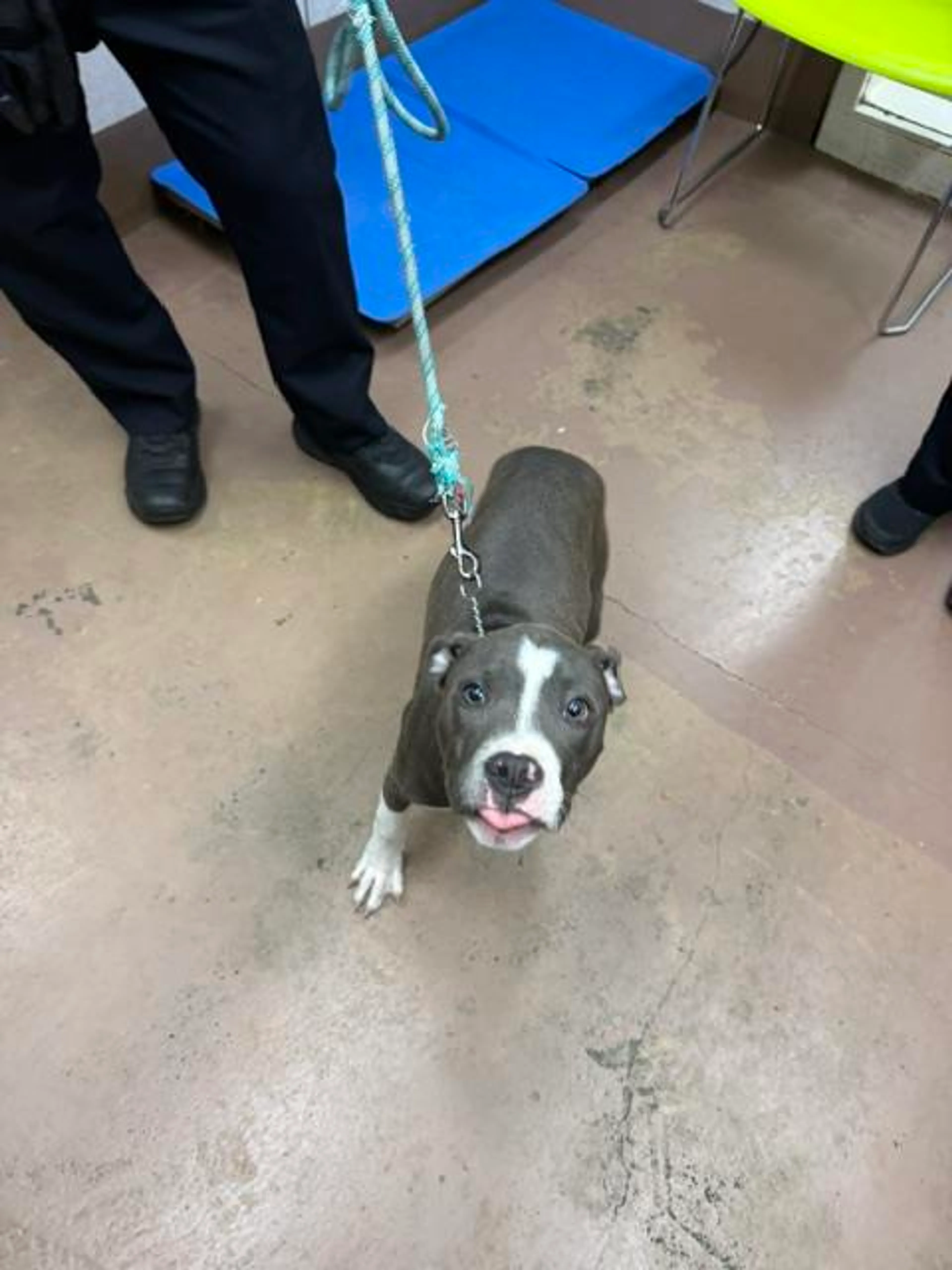 Found pet