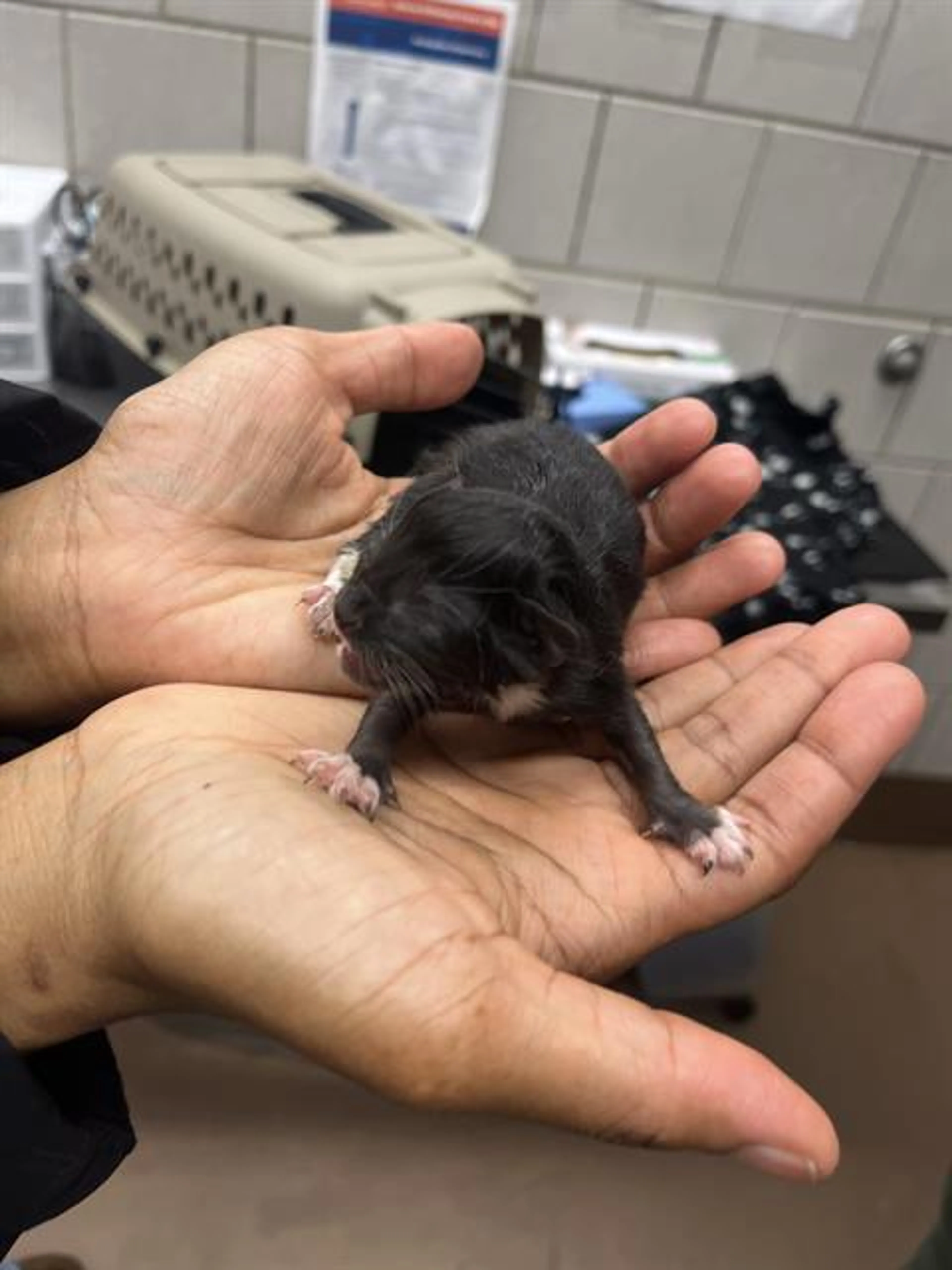 Found pet