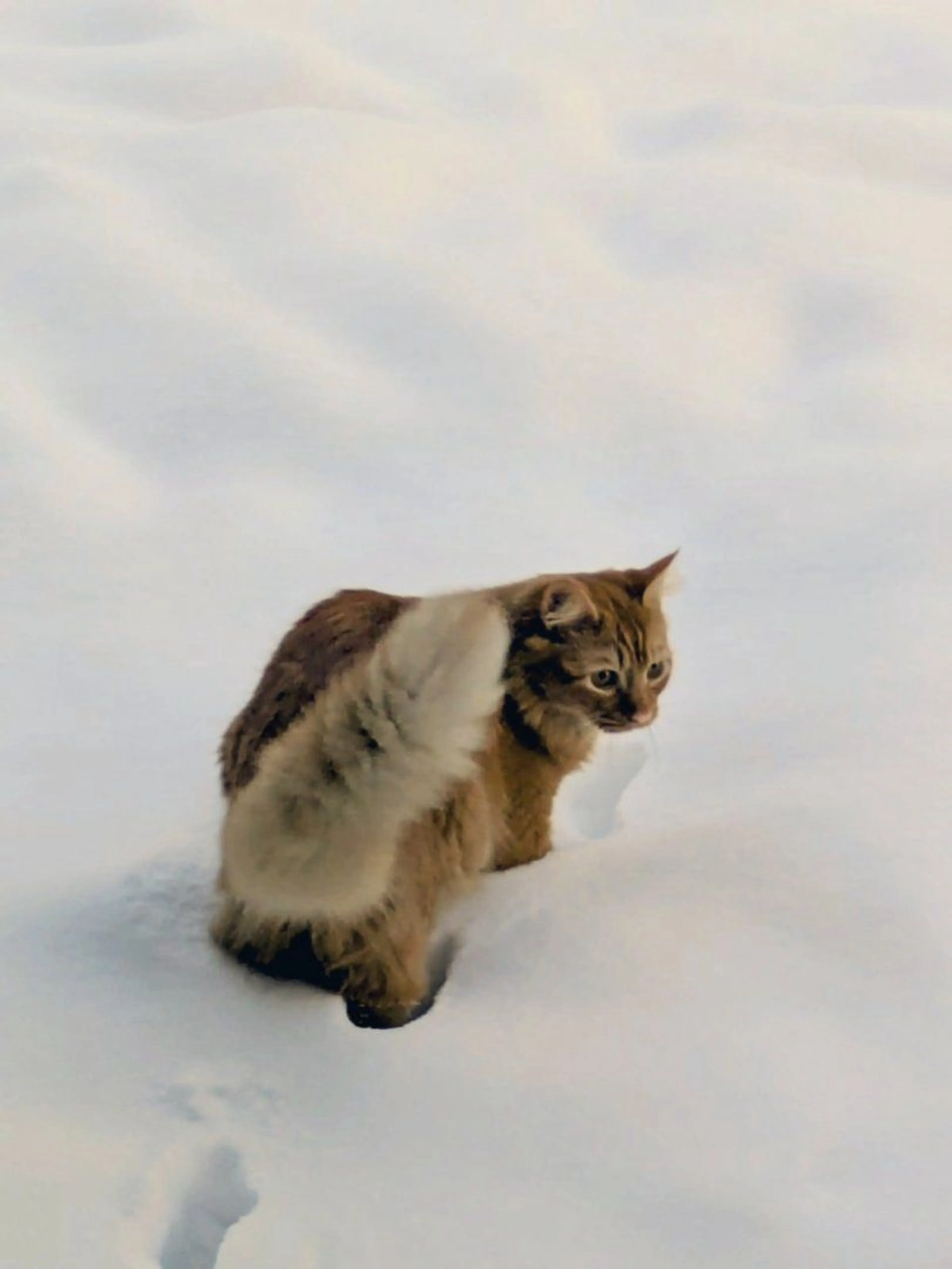 Lost pet-2