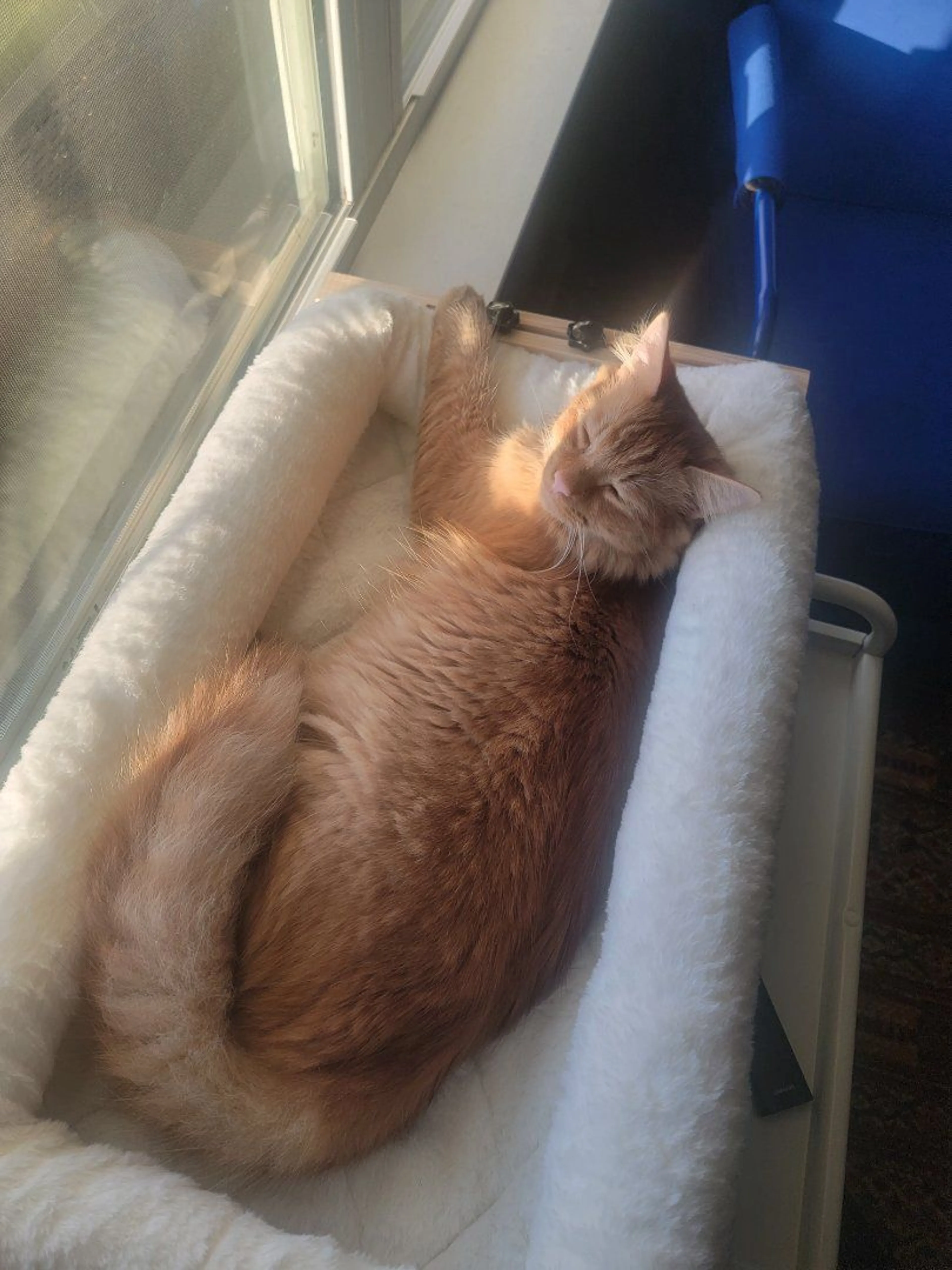 Lost pet-4