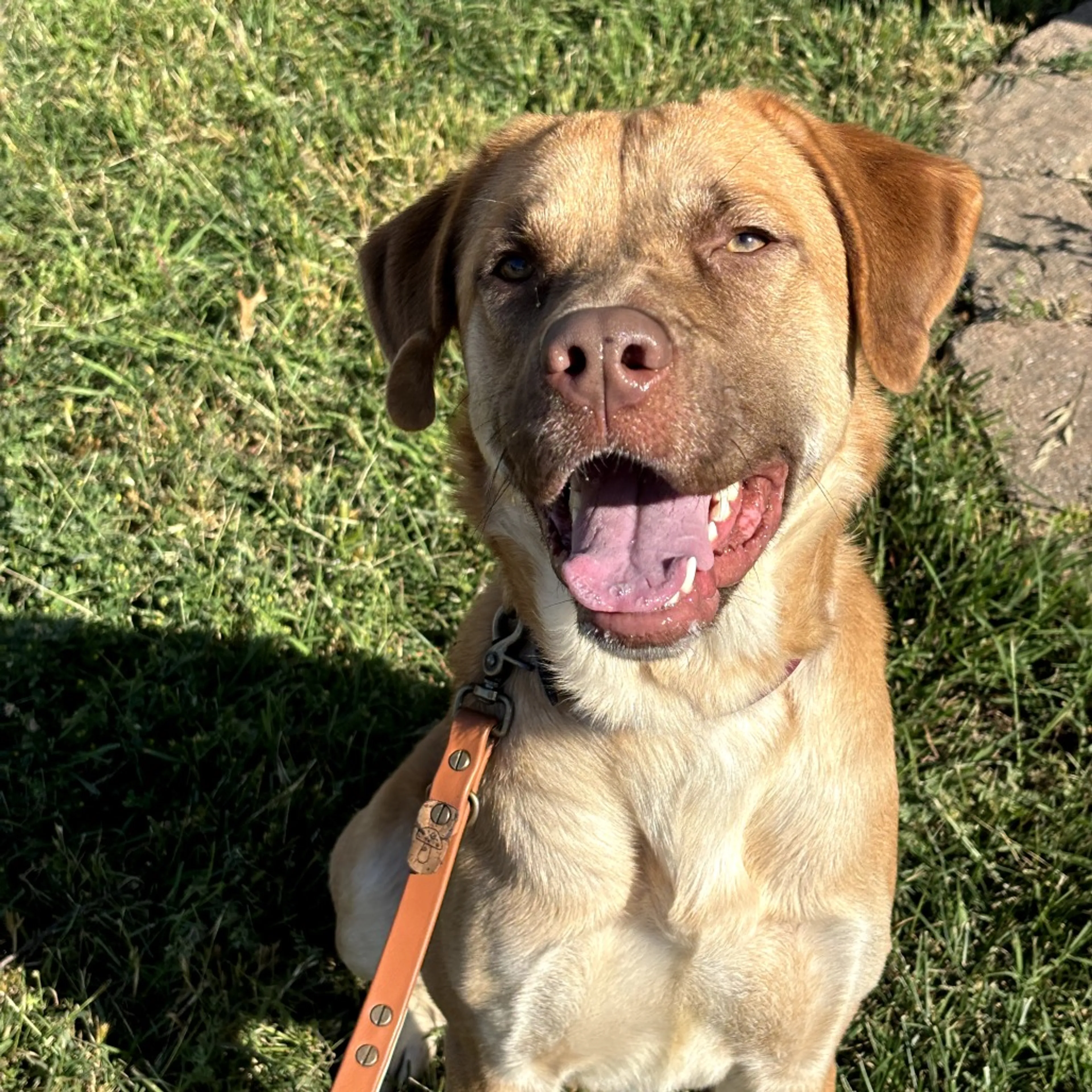 Found pet-6