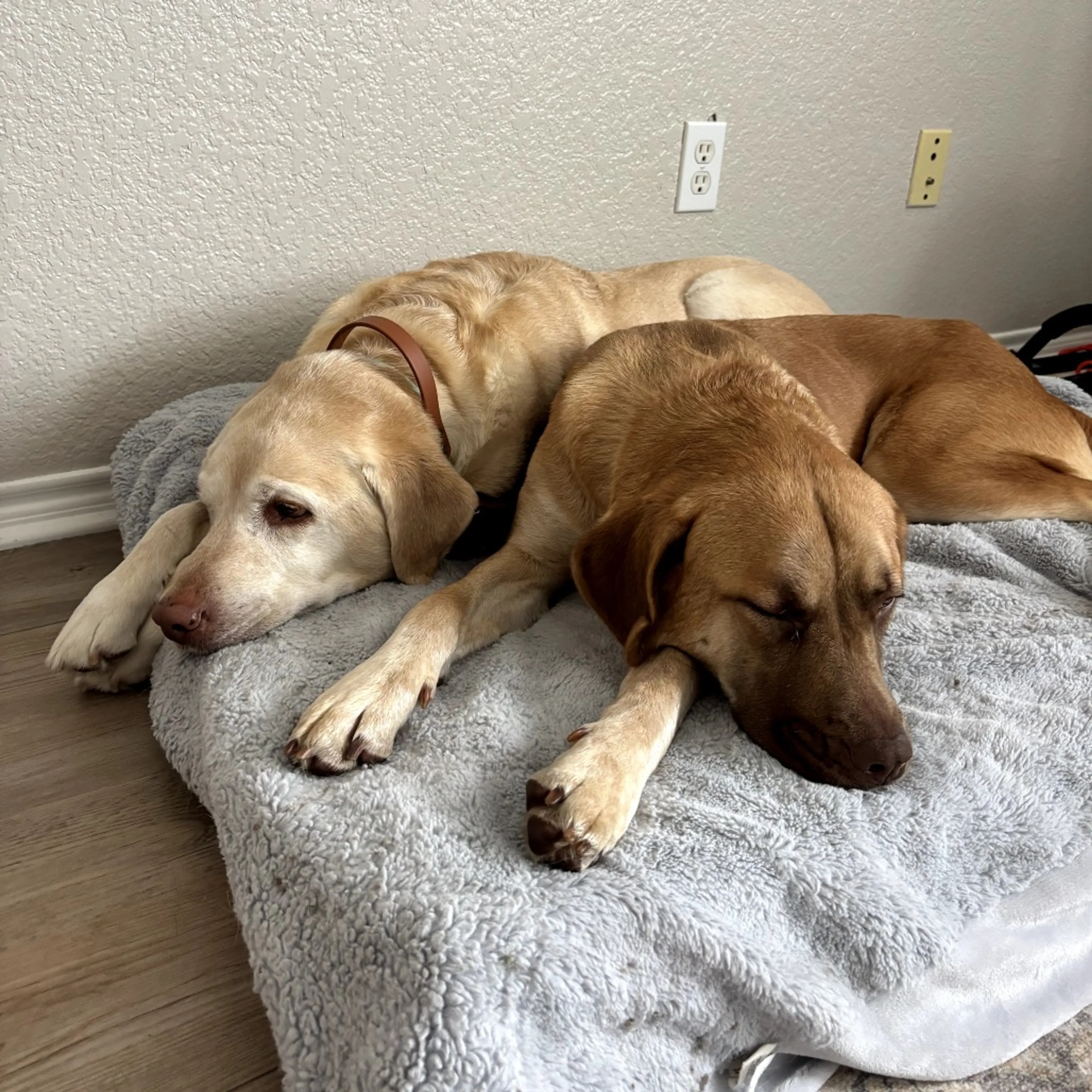 Found pet-14