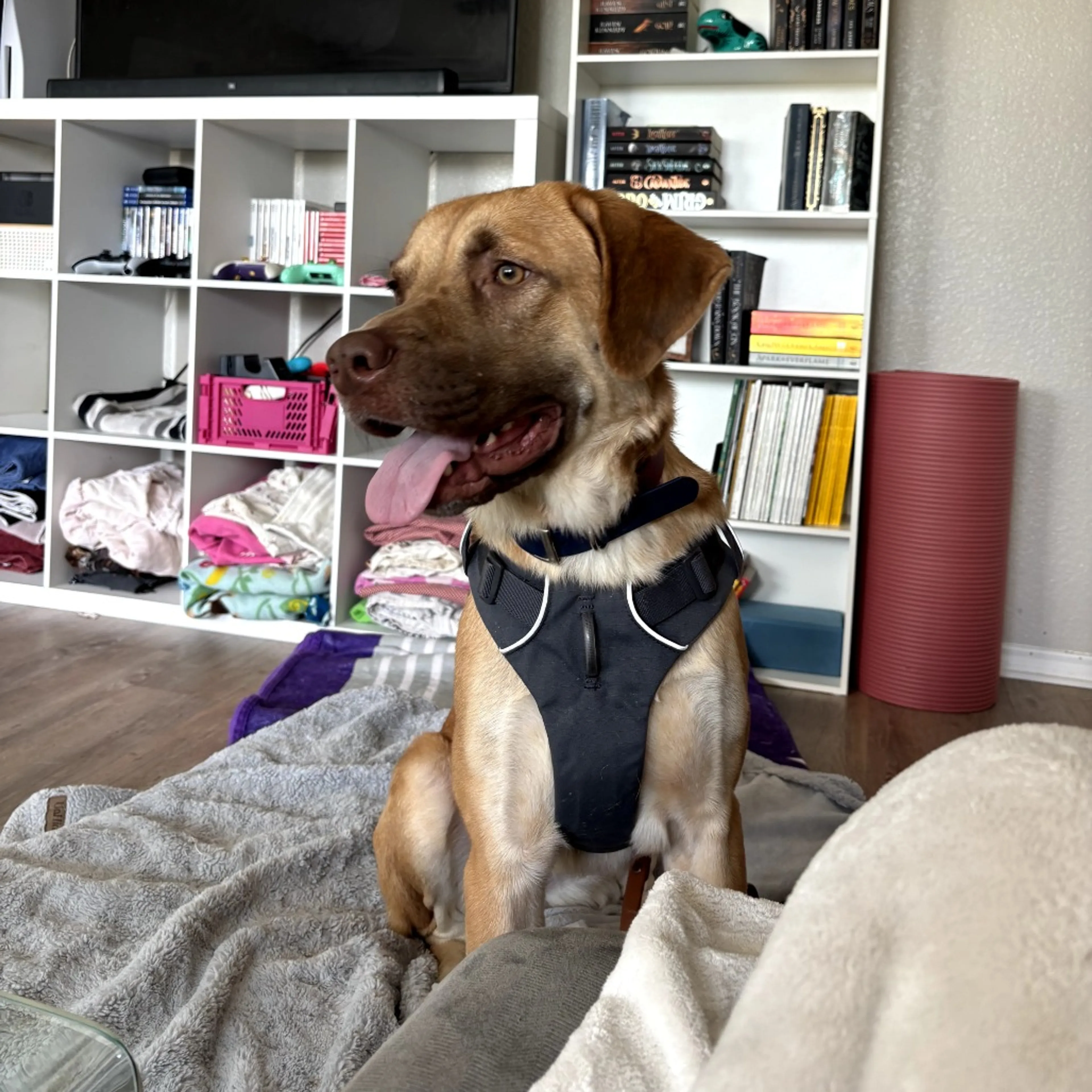 Found pet-7