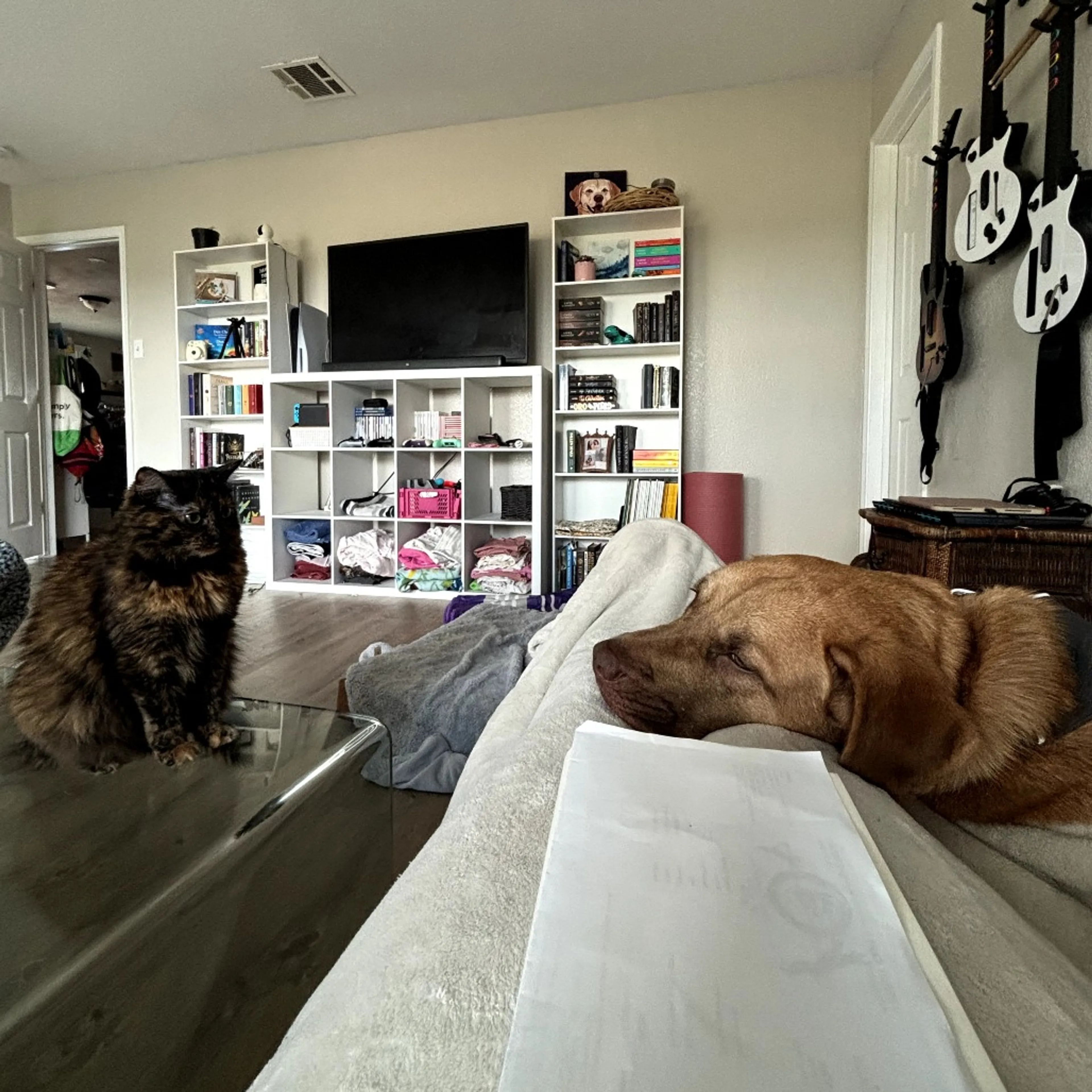 Found pet-8