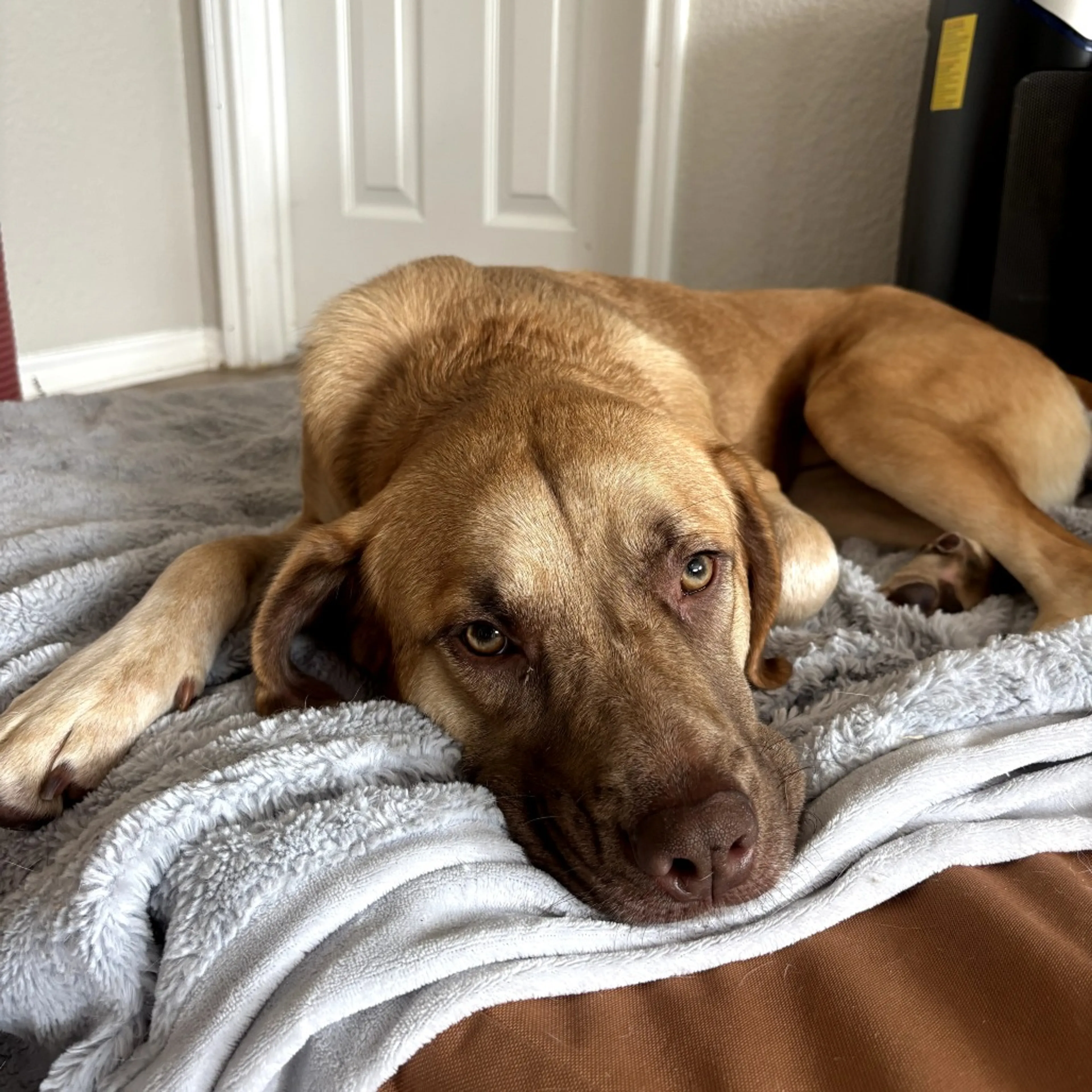 Found pet-13