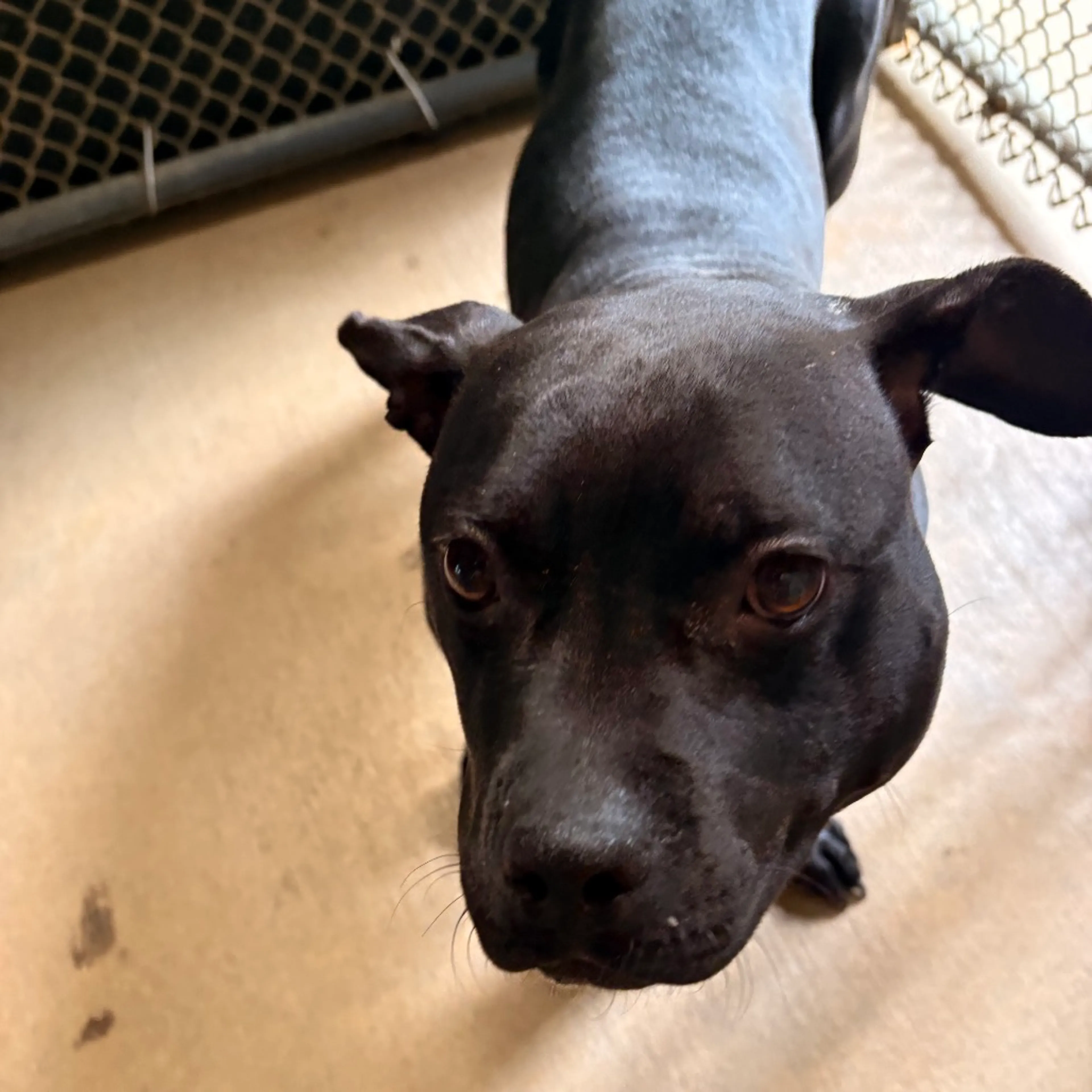 Found pet