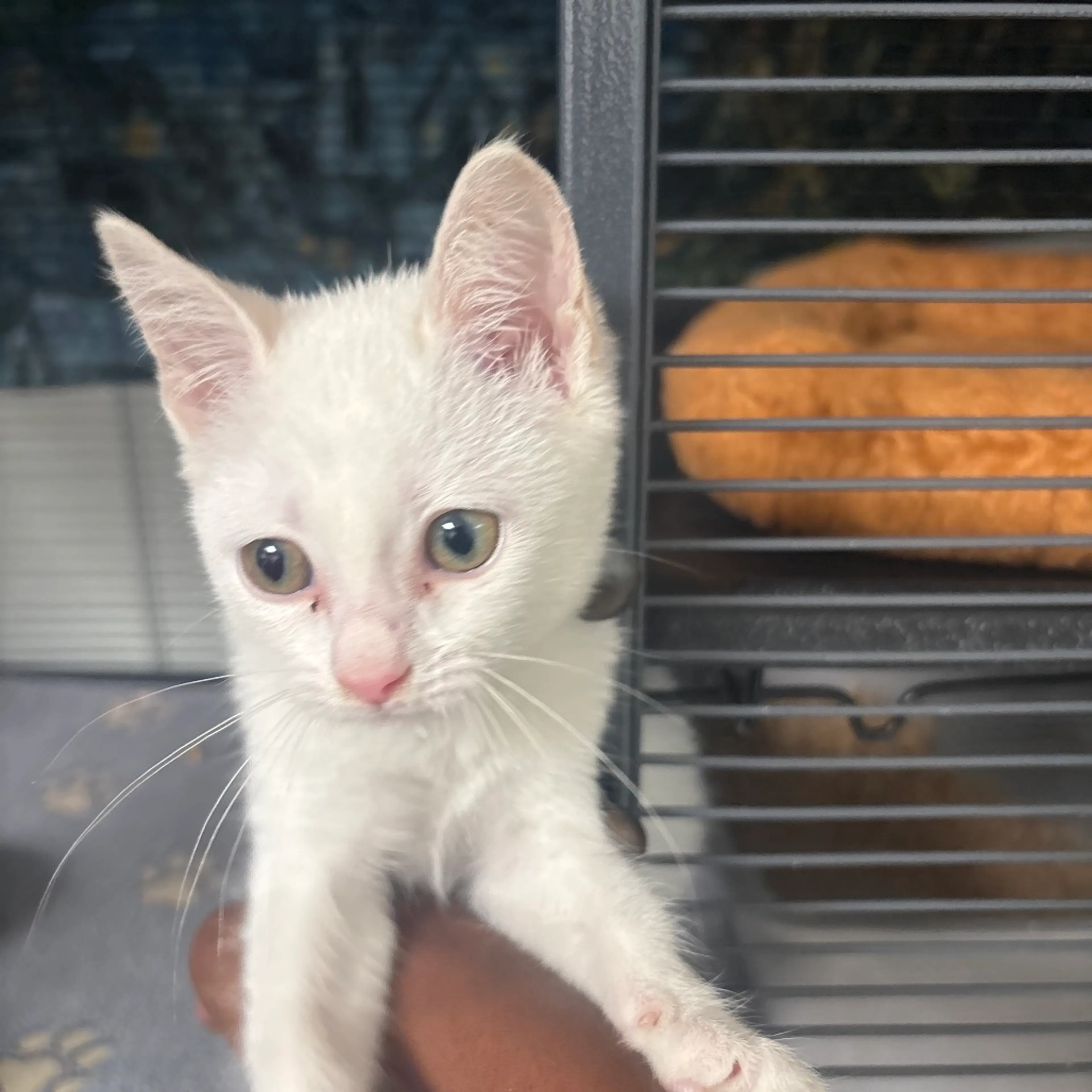 Found pet