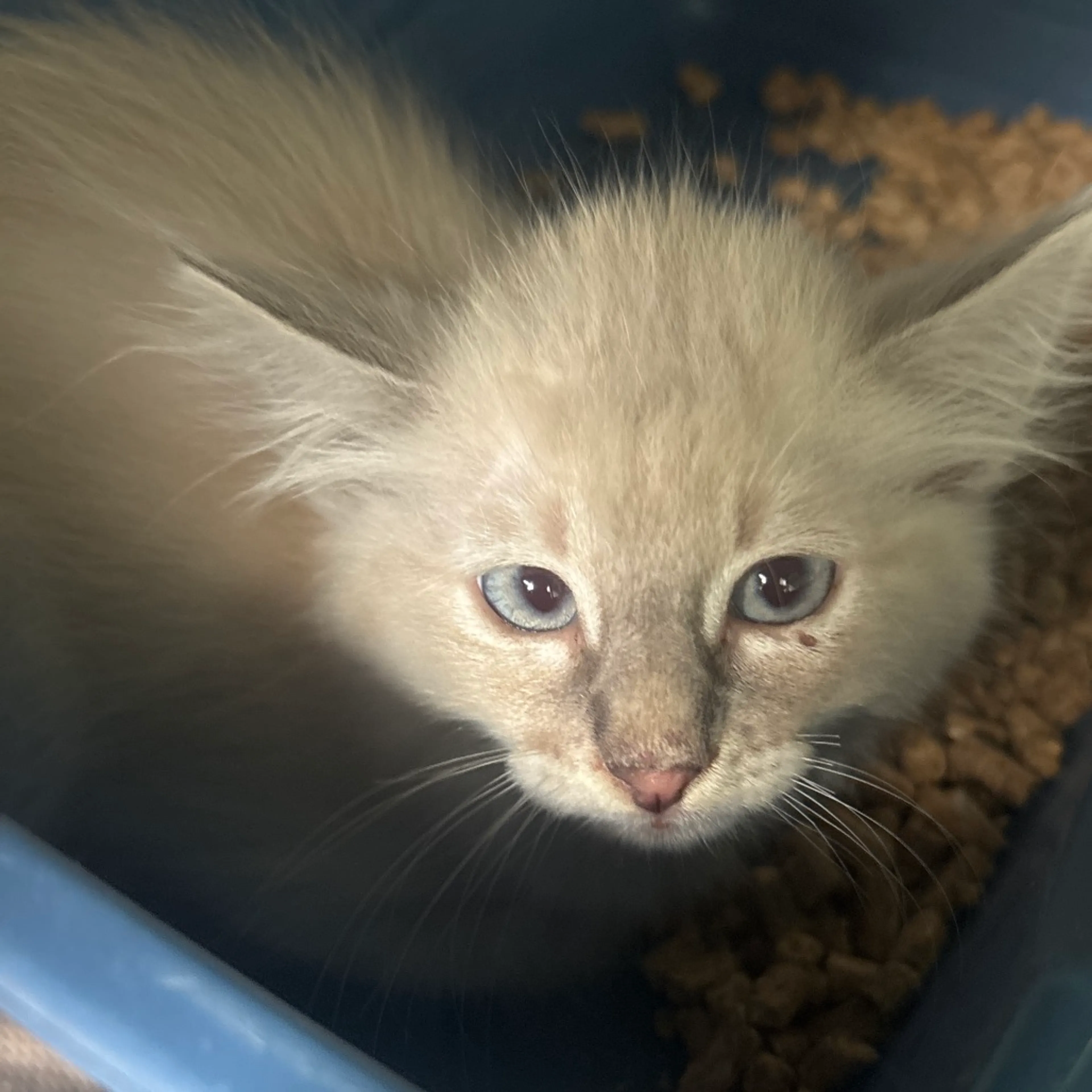 Found pet