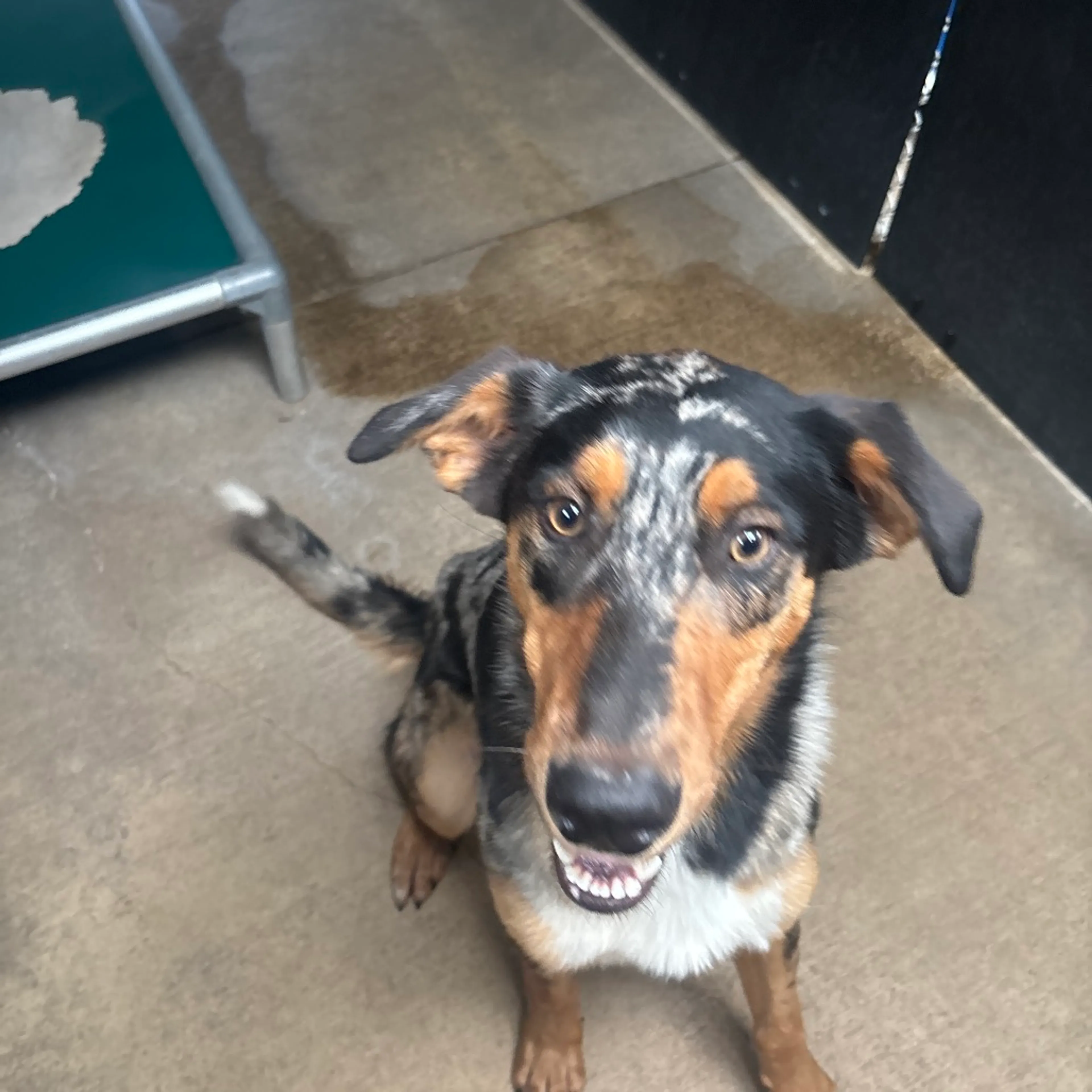 Found pet