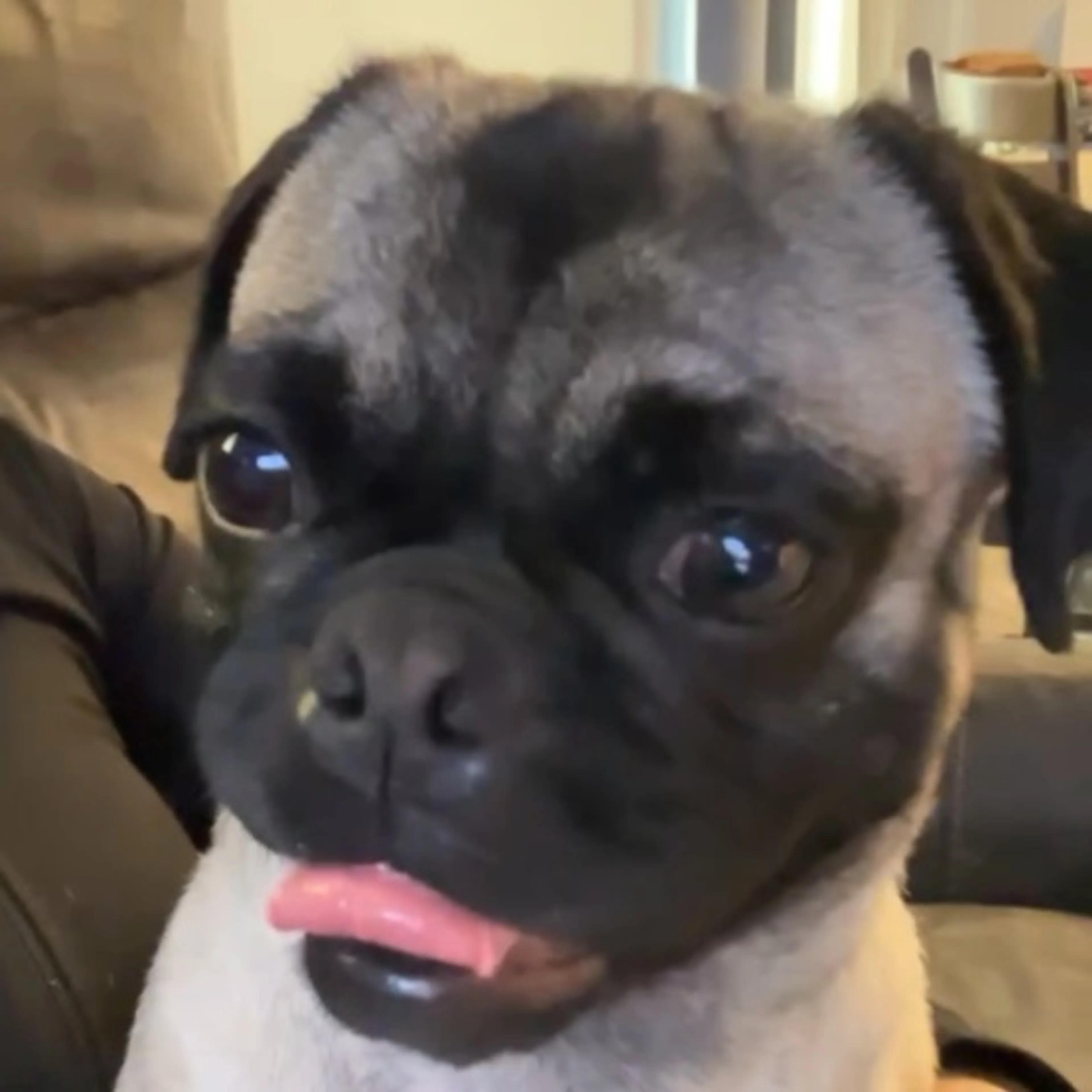 Lost pet-0
