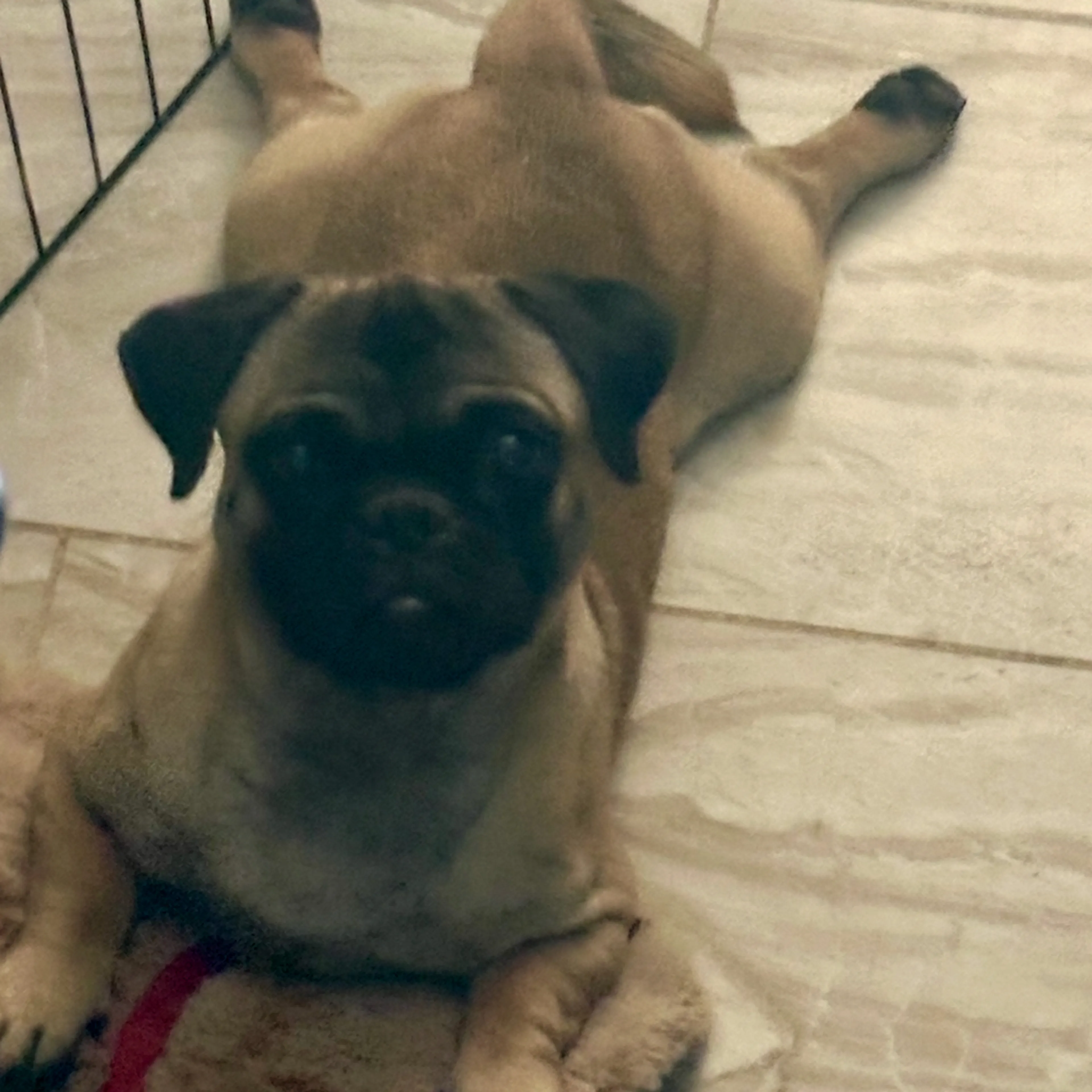 Lost pet-1
