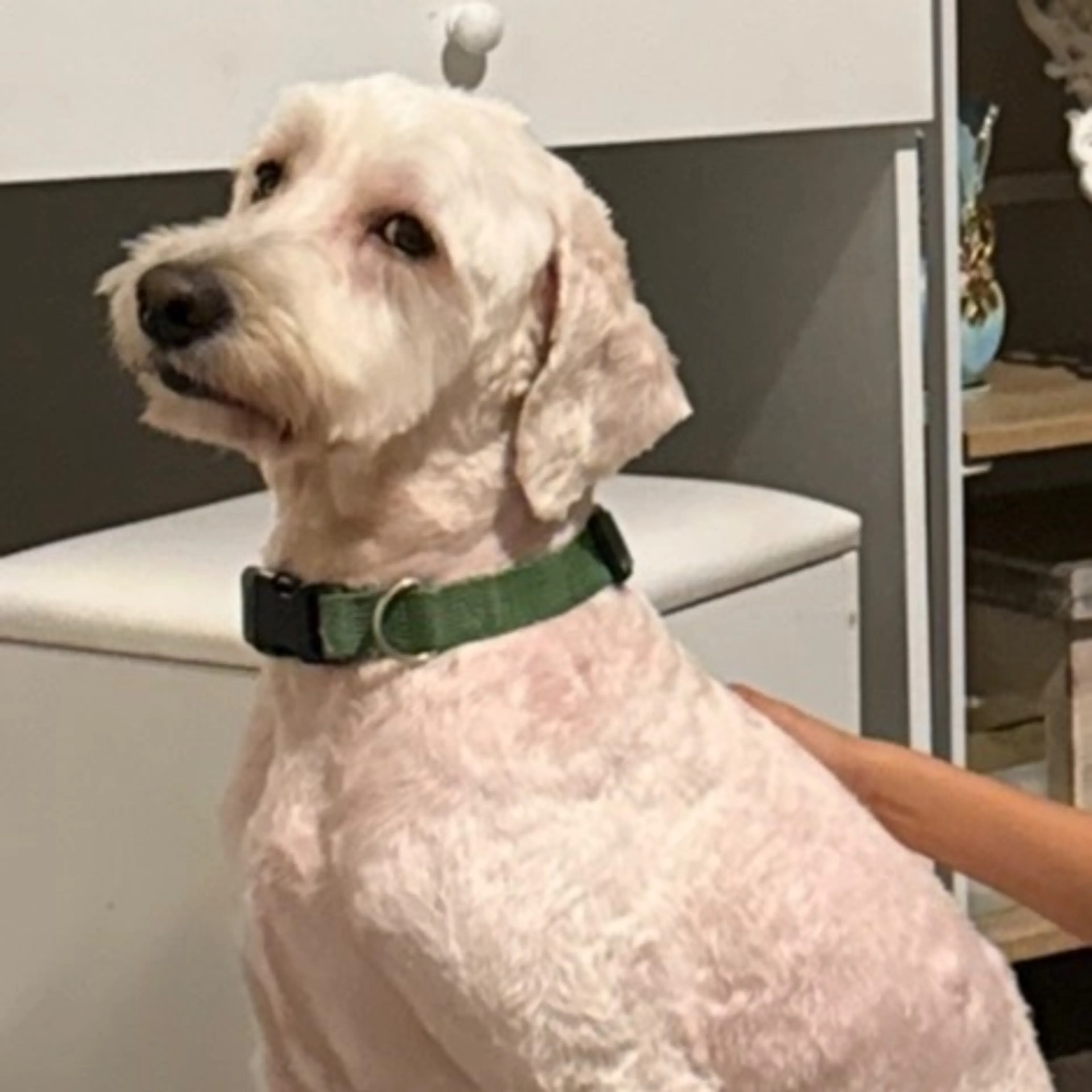 Lost pet