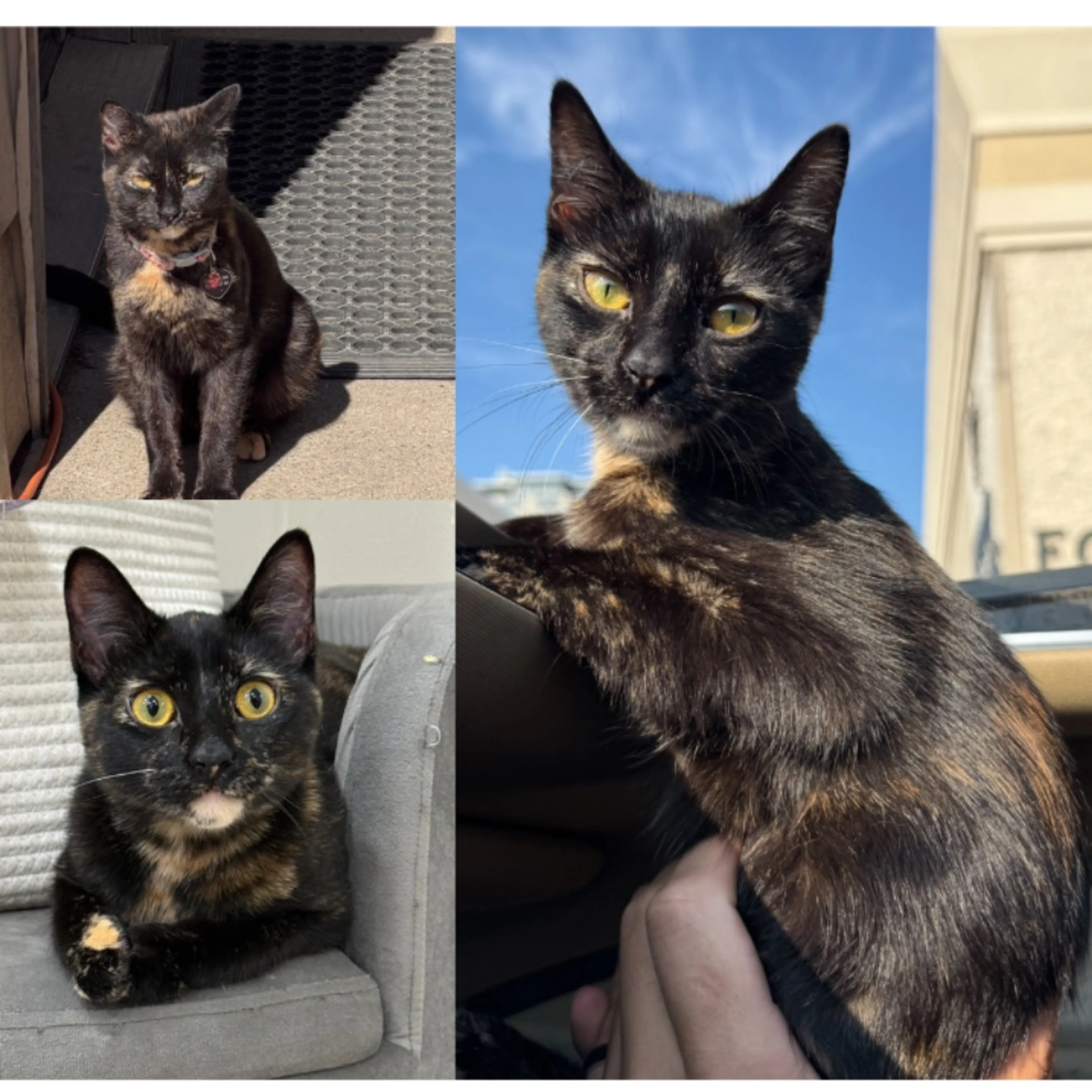 Lost pet