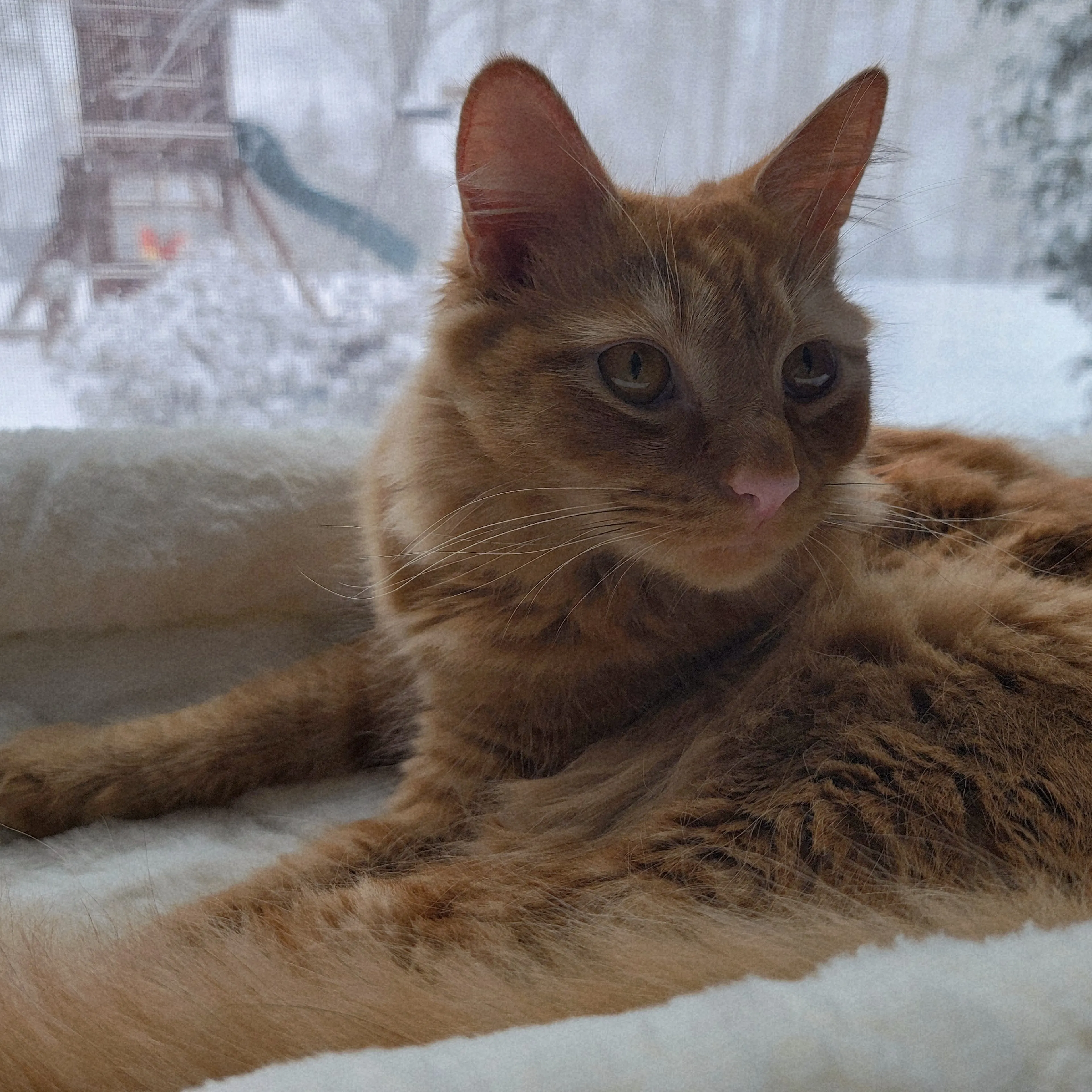 Lost pet-2