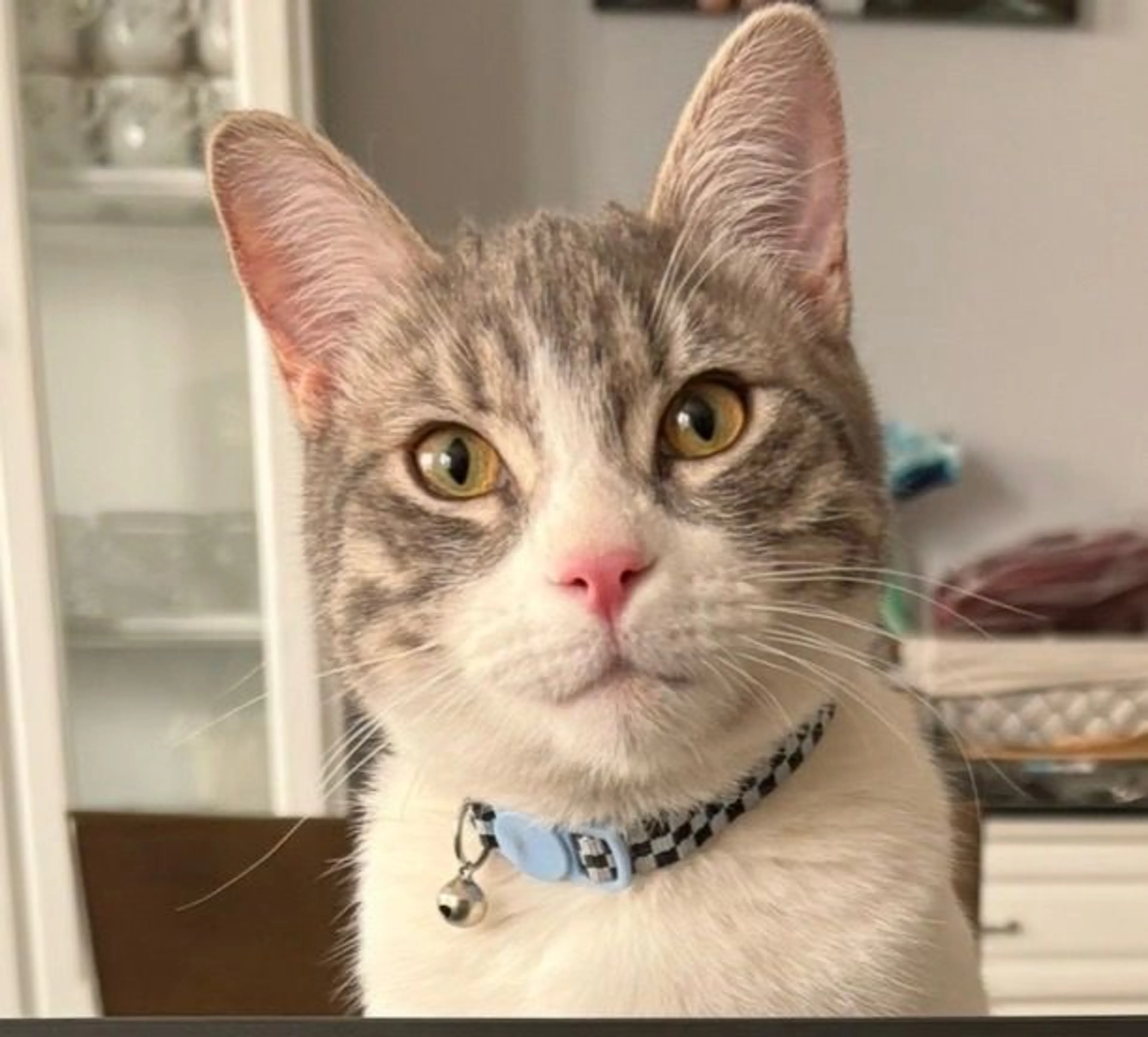 Lost pet