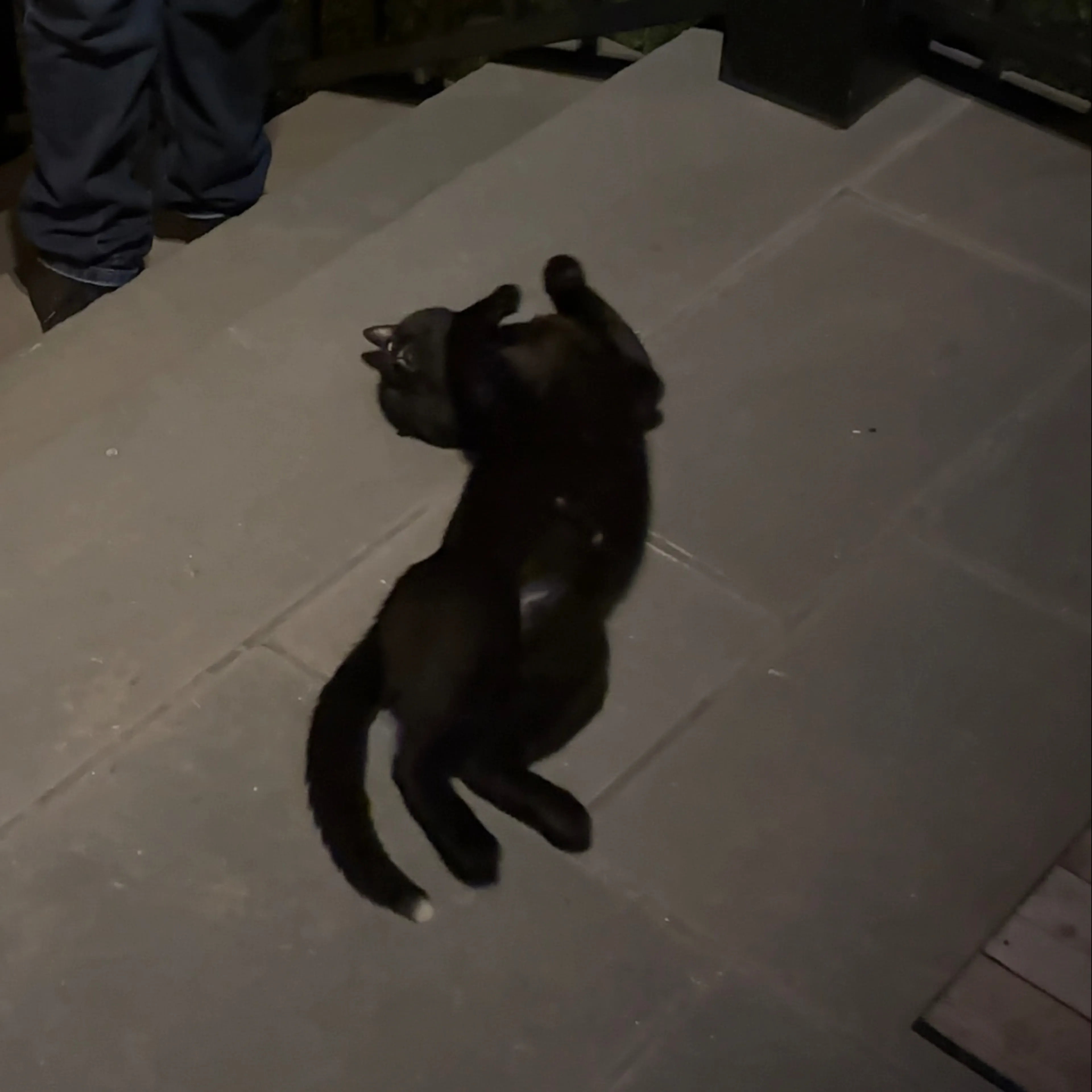 Lost pet-1
